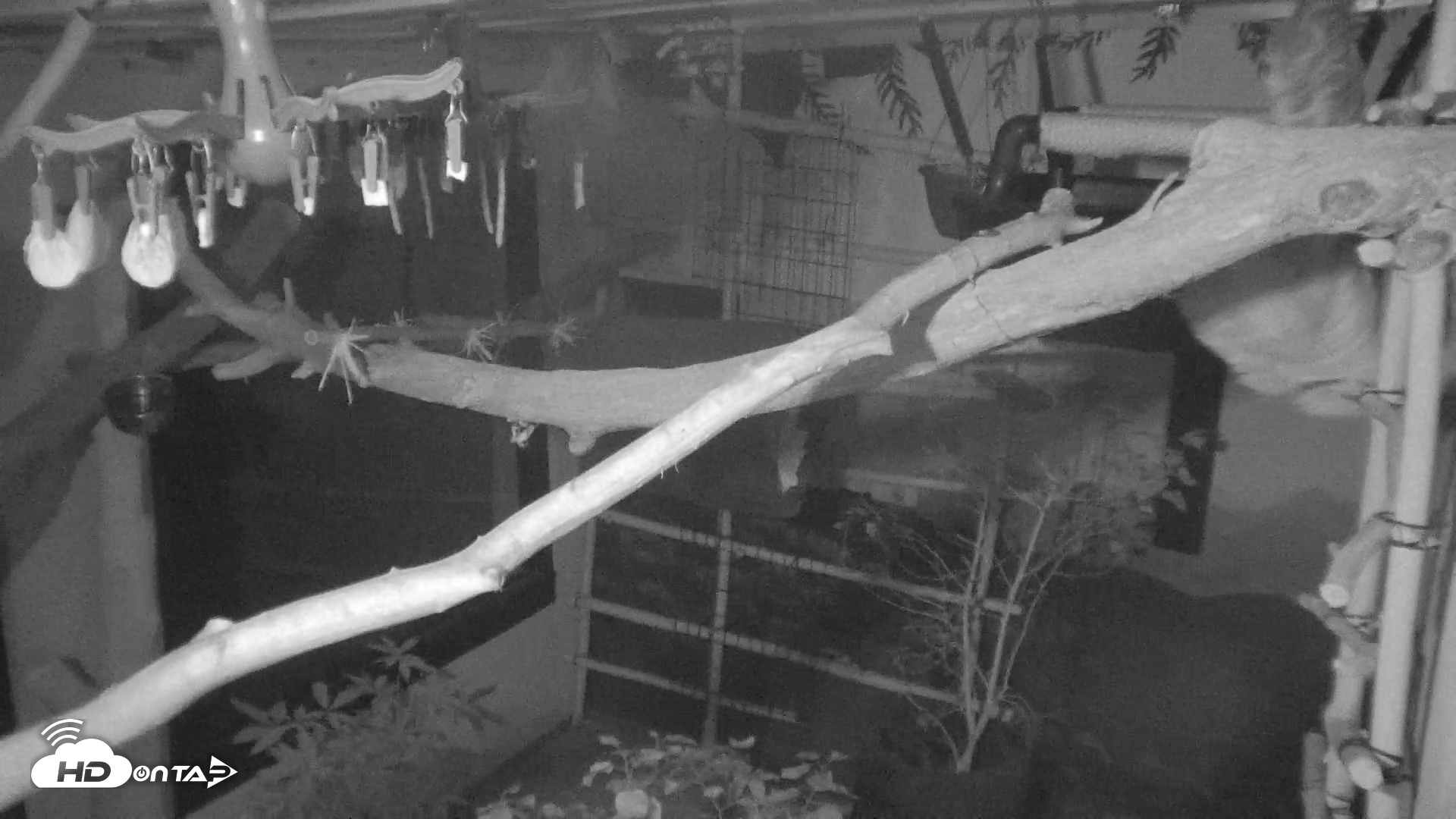 Snapshot of Reid Park Zoo Sloth Live Webcam taken Sep 15, 2026, 9:03pm MST