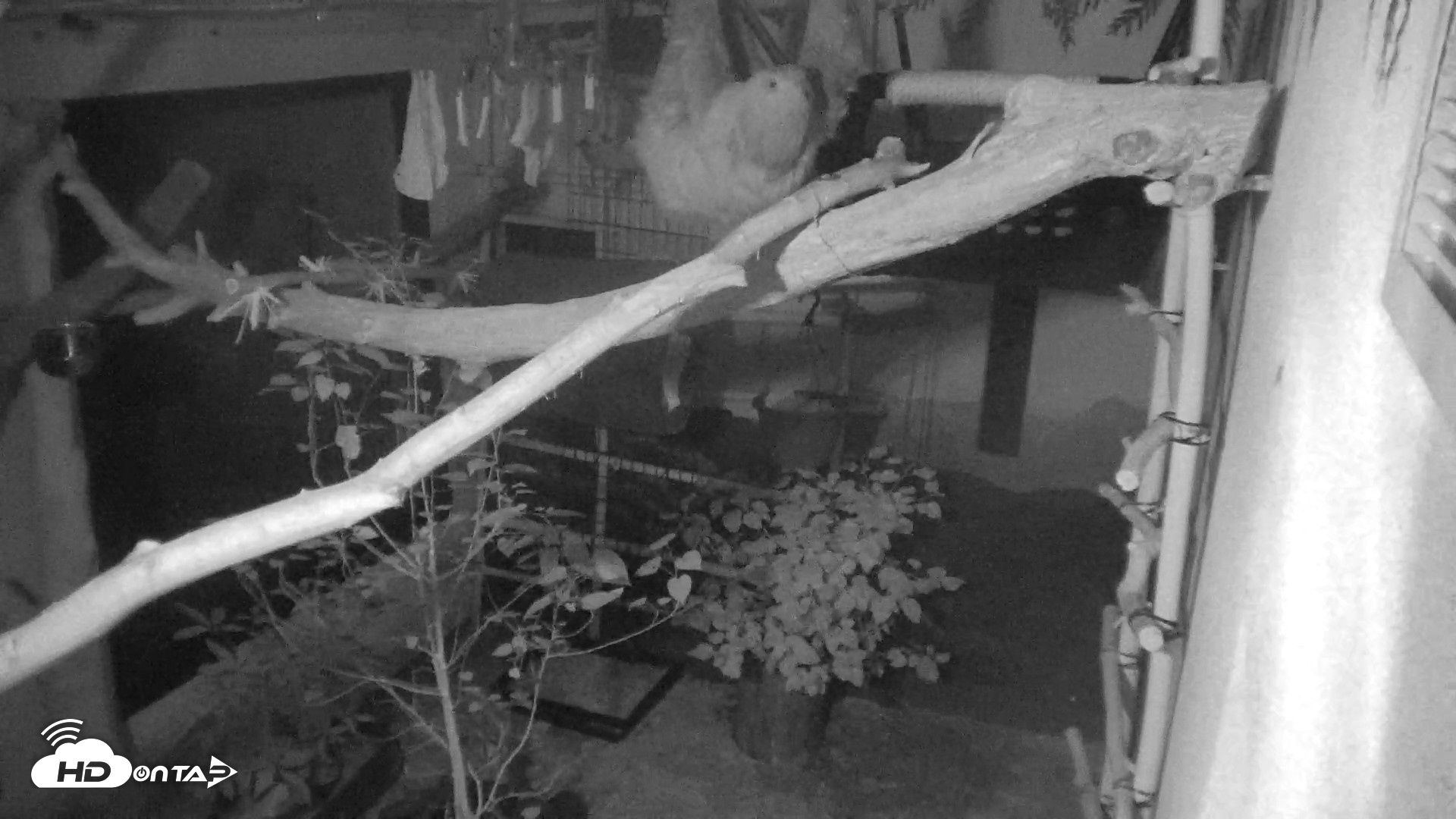 Snapshot of Reid Park Zoo Sloth Live Webcam taken Aug 16, 2026, 1:05am MST