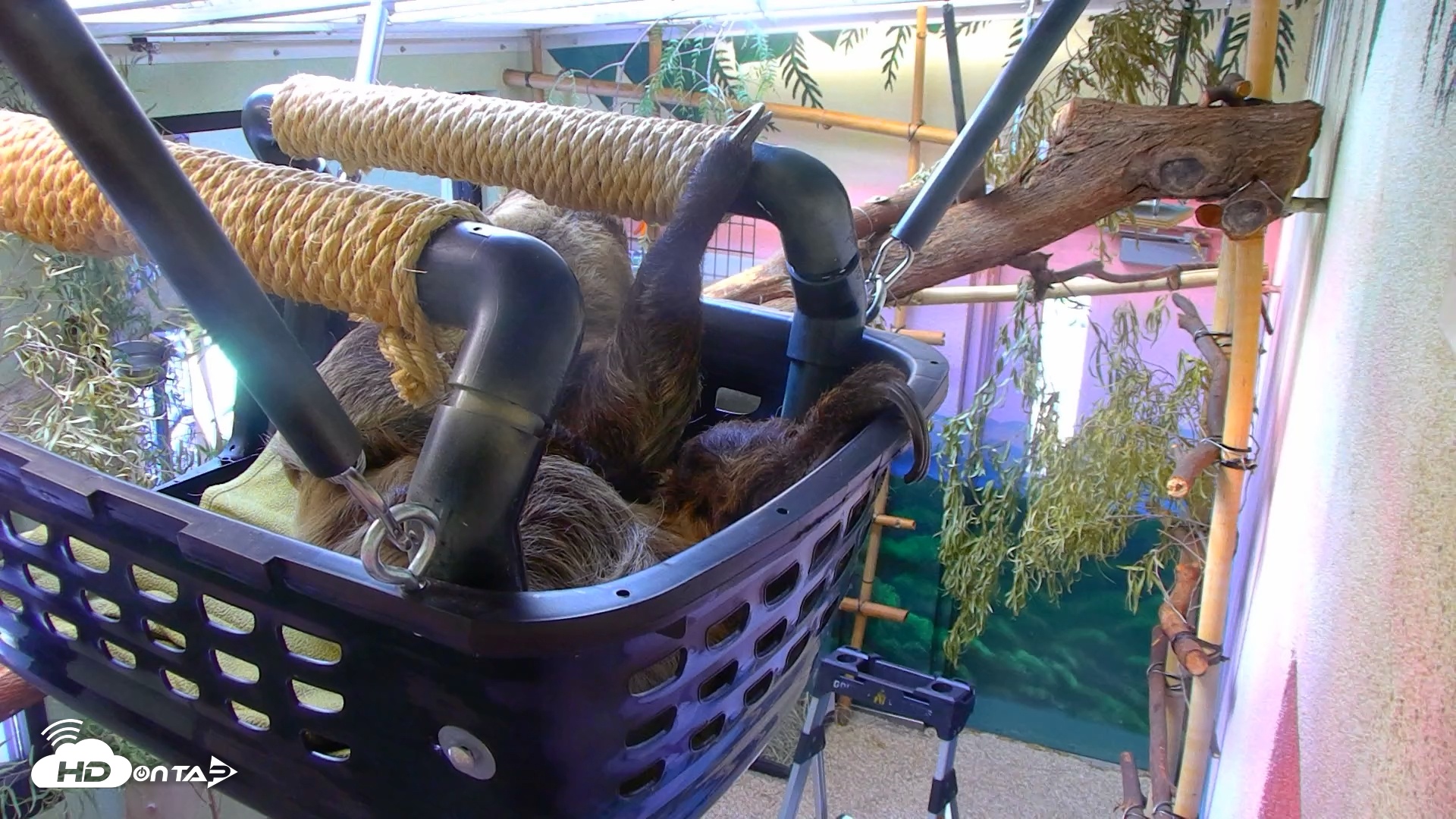 Snapshot of Reid Park Zoo Sloth taken Apr 7, 2025, 3:38pm MST