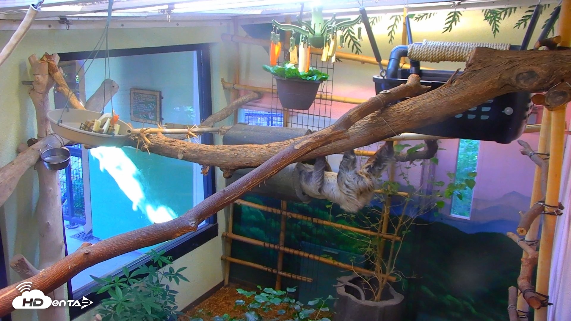 Snapshot of Reid Park Zoo Sloth Live Webcam taken Sep 18, 2026, 3:52pm MST
