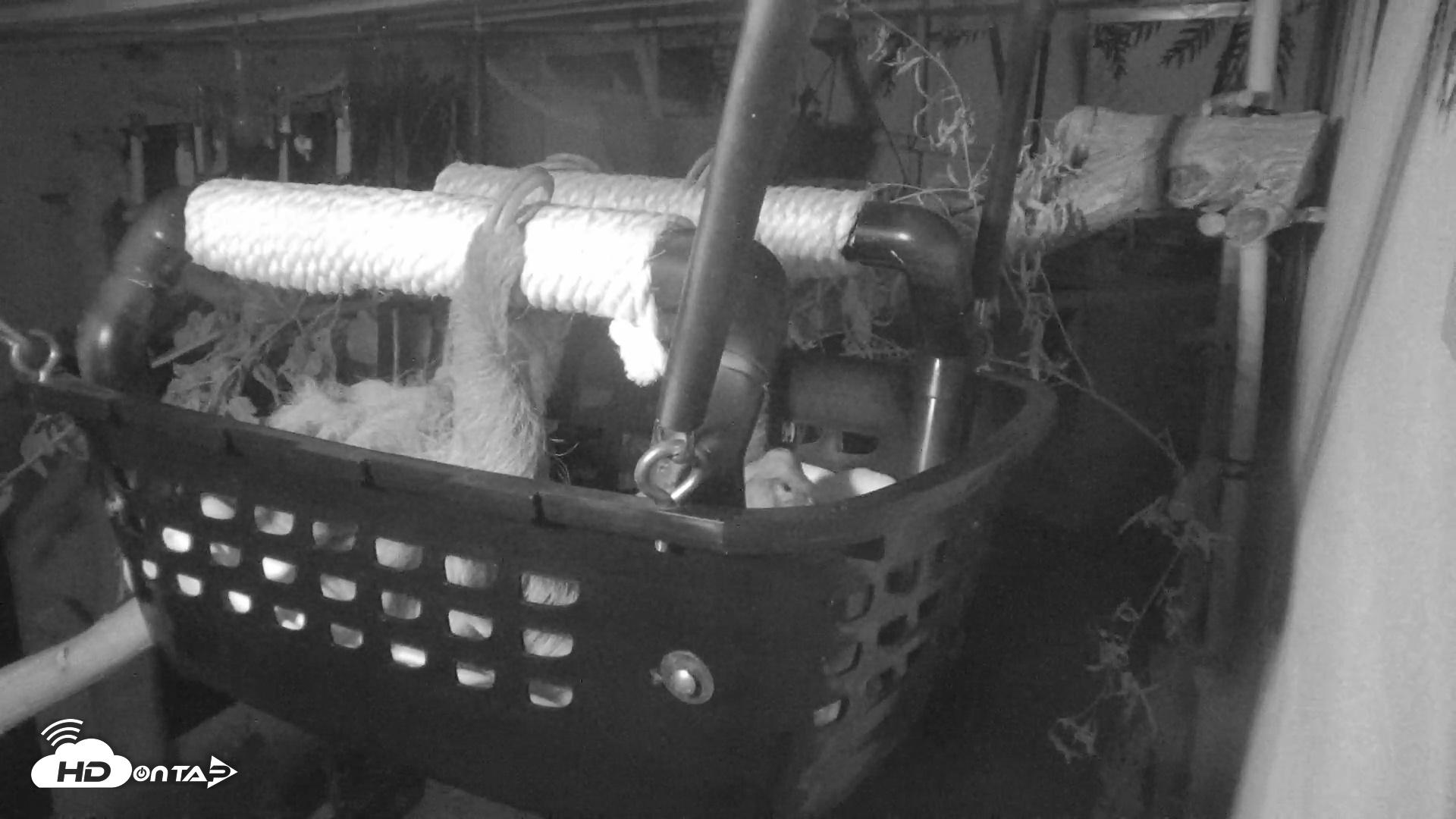 Snapshot of Reid Park Zoo Sloth Live Webcam taken Dec 5, 2025, 10:00pm MST