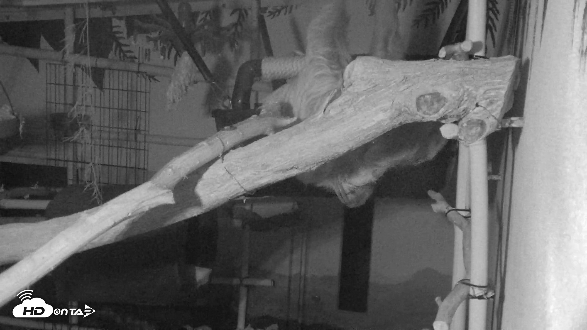 Snapshot of Reid Park Zoo Sloth Live Webcam taken May 28, 2026, 2:25am MST