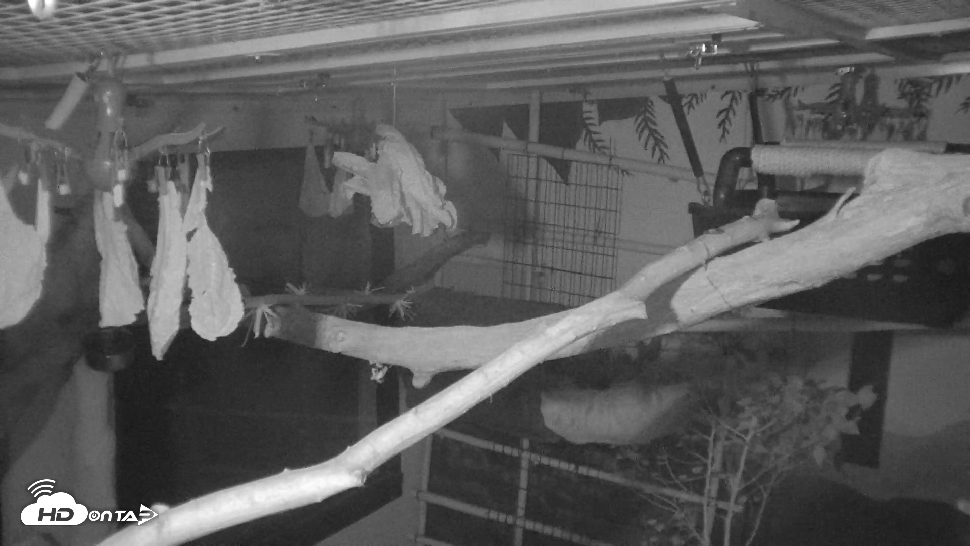 Snapshot of Reid Park Zoo Sloth Live Webcam taken Oct 18, 2026, 4:46am MST