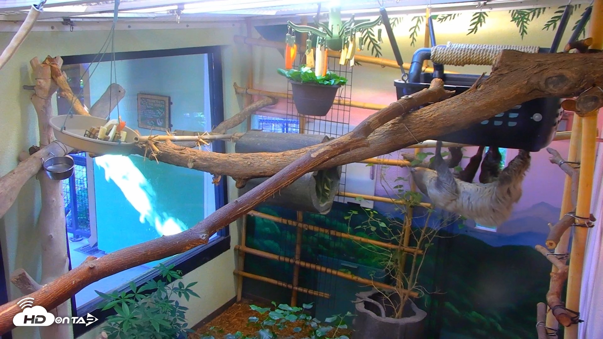 Snapshot of Reid Park Zoo Sloth Live Webcam taken Sep 18, 2026, 3:52pm MST
