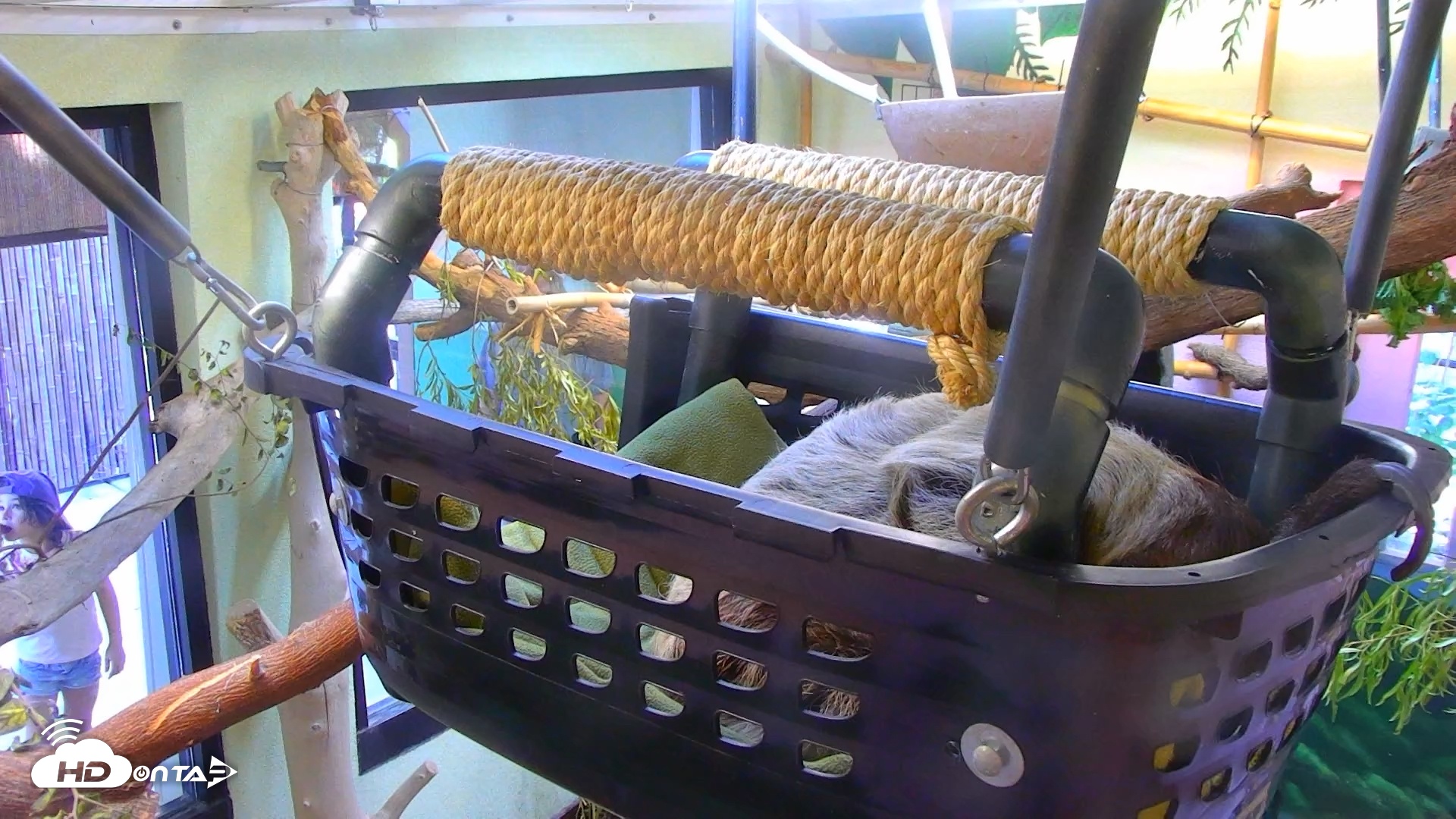 Snapshot of Reid Park Zoo Sloth Live Webcam taken Nov 2, 2025, 11:03am MST