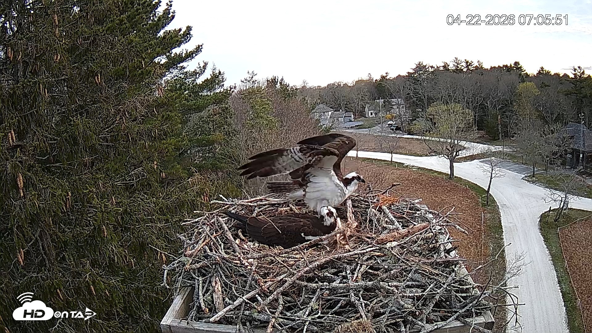 Snapshot of Mashpee Natl. Wildlife Refuge Live Osprey Cam taken Apr 22, 2026, 7:21am EDT