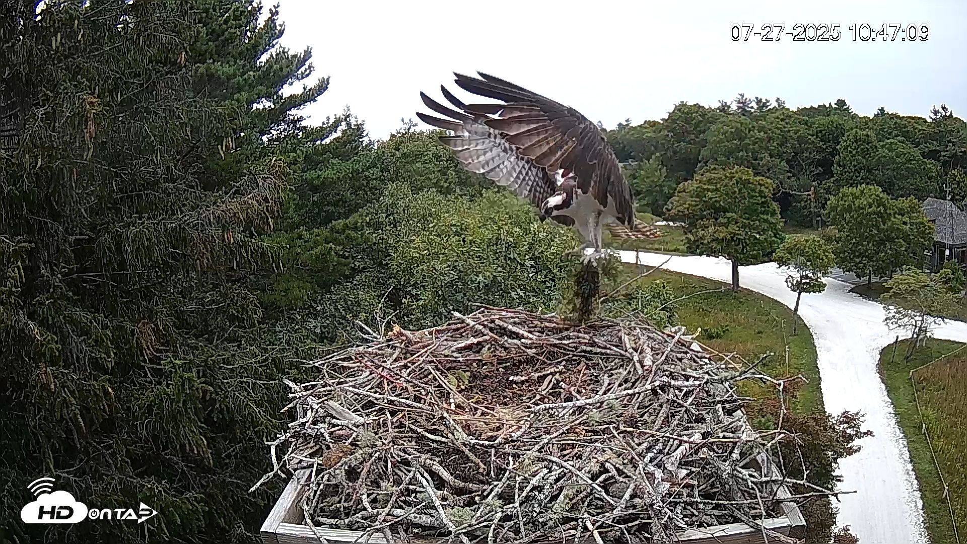 Snapshot of Mashpee Natl. Wildlife Refuge Live Osprey Cam taken Jul 27, 2025, 2:57pm EDT
