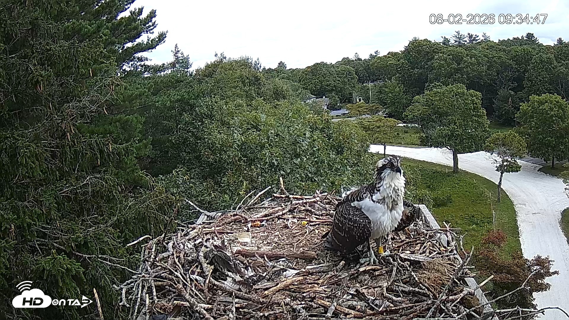 Snapshot of Mashpee Natl. Wildlife Refuge Live Osprey Cam taken Aug 2, 2026, 9:35am EDT