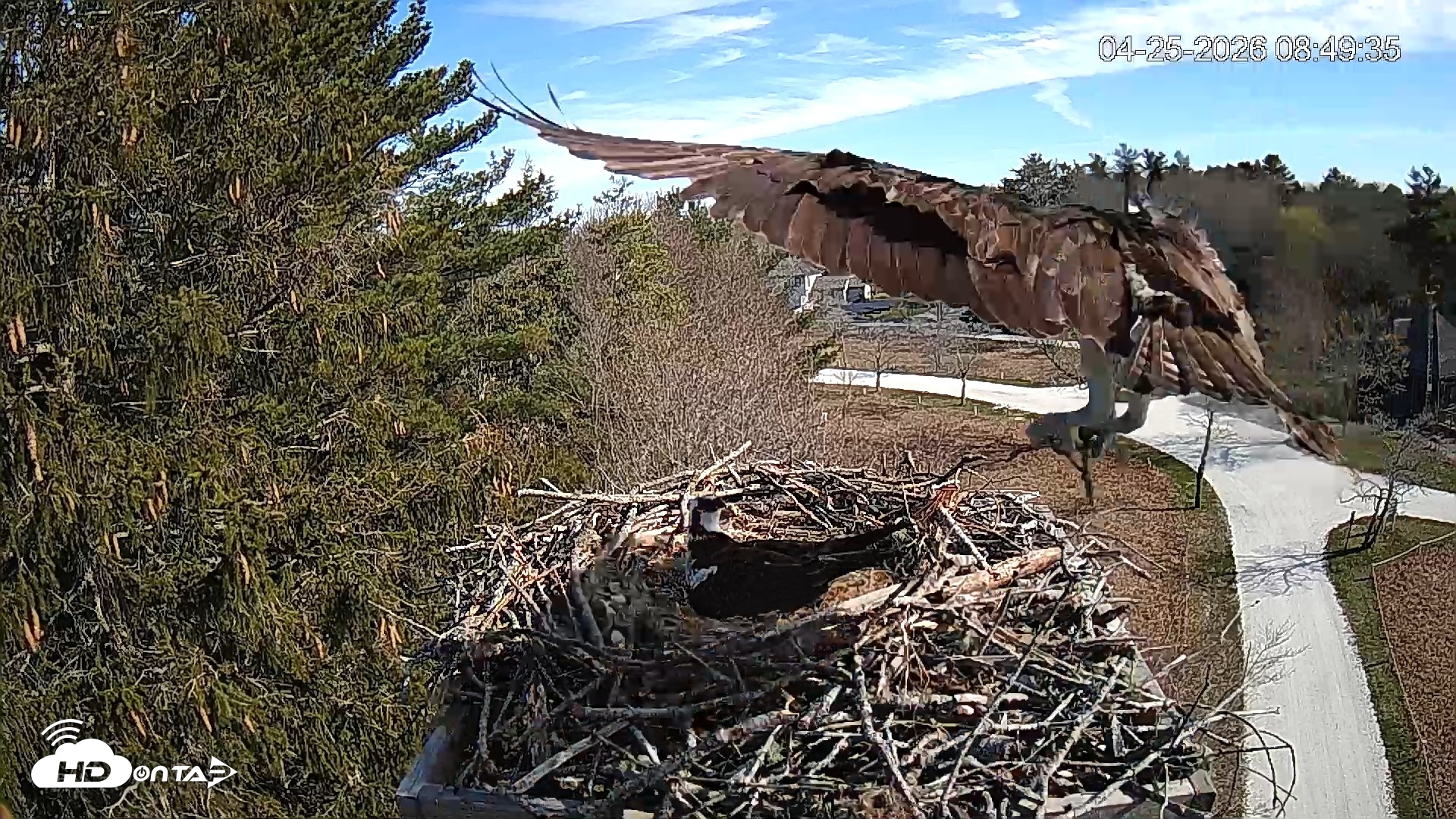 Snapshot of Mashpee Natl. Wildlife Refuge Live Osprey Cam taken Apr 25, 2026, 8:51am EDT