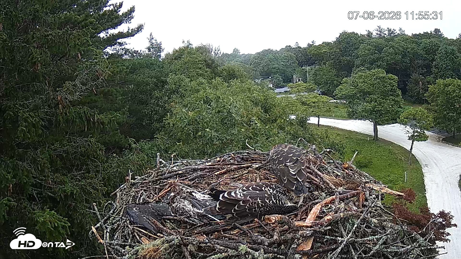 Snapshot of Mashpee Natl. Wildlife Refuge Live Osprey Cam taken Jul 6, 2026, 11:57am EDT