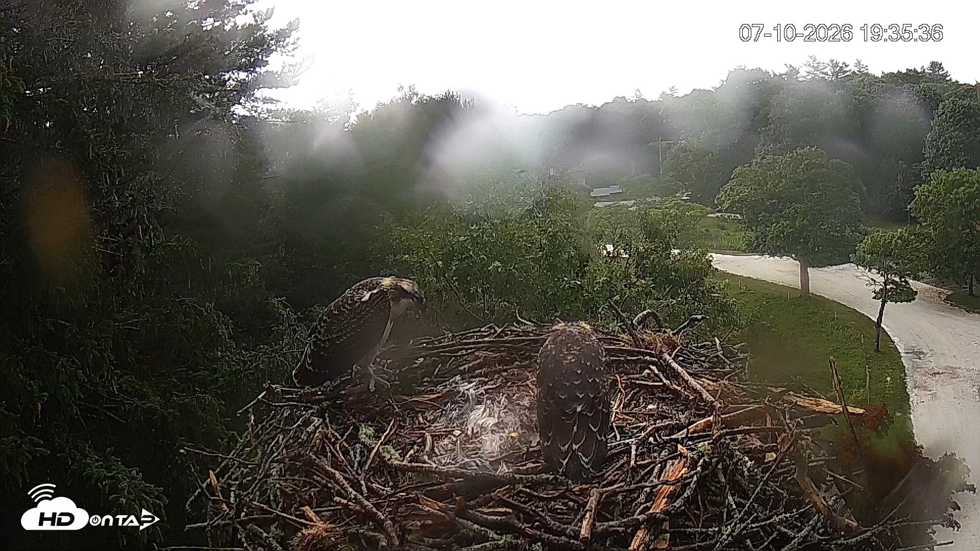 Snapshot of Mashpee Natl. Wildlife Refuge Live Osprey Cam taken Jul 10, 2026, 7:36pm EDT