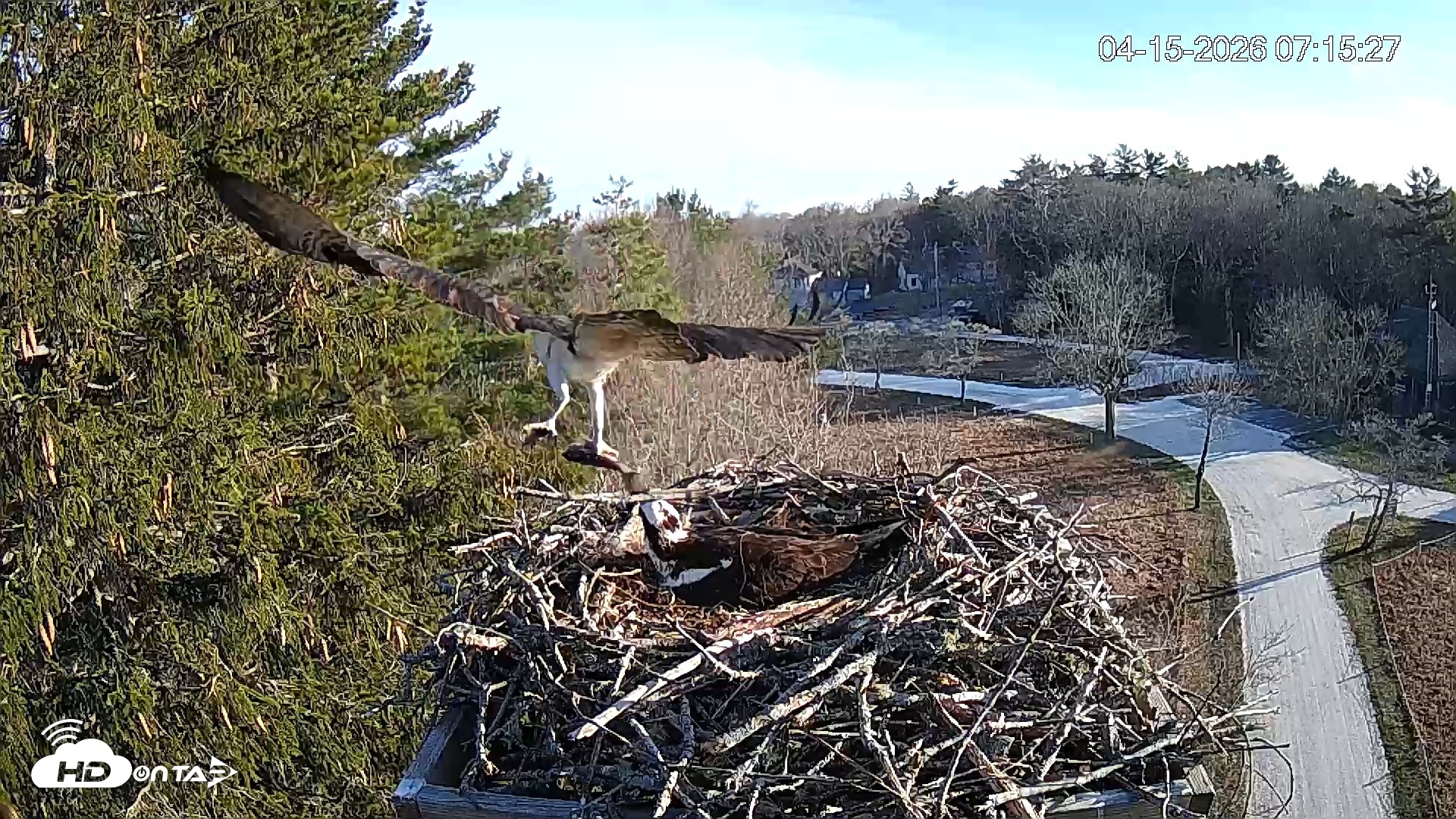 Snapshot of Mashpee Natl. Wildlife Refuge Live Osprey Cam taken Apr 15, 2026, 8:14am EDT