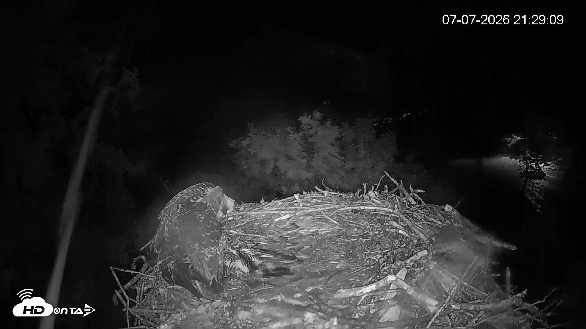 Snapshot of Mashpee Natl. Wildlife Refuge Live Osprey Cam taken Jul 7, 2026, 9:34pm EDT