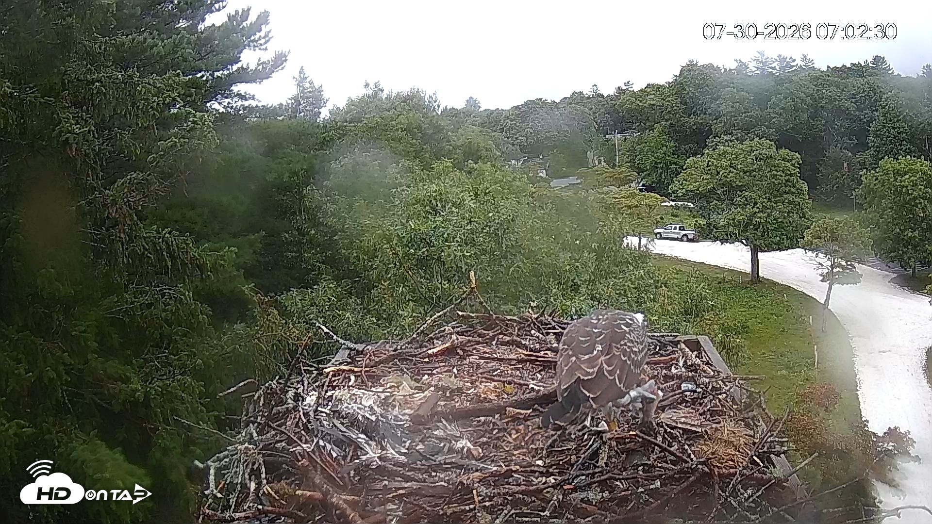 Snapshot of Mashpee Natl. Wildlife Refuge Live Osprey Cam taken Jul 30, 2026, 7:03am EDT