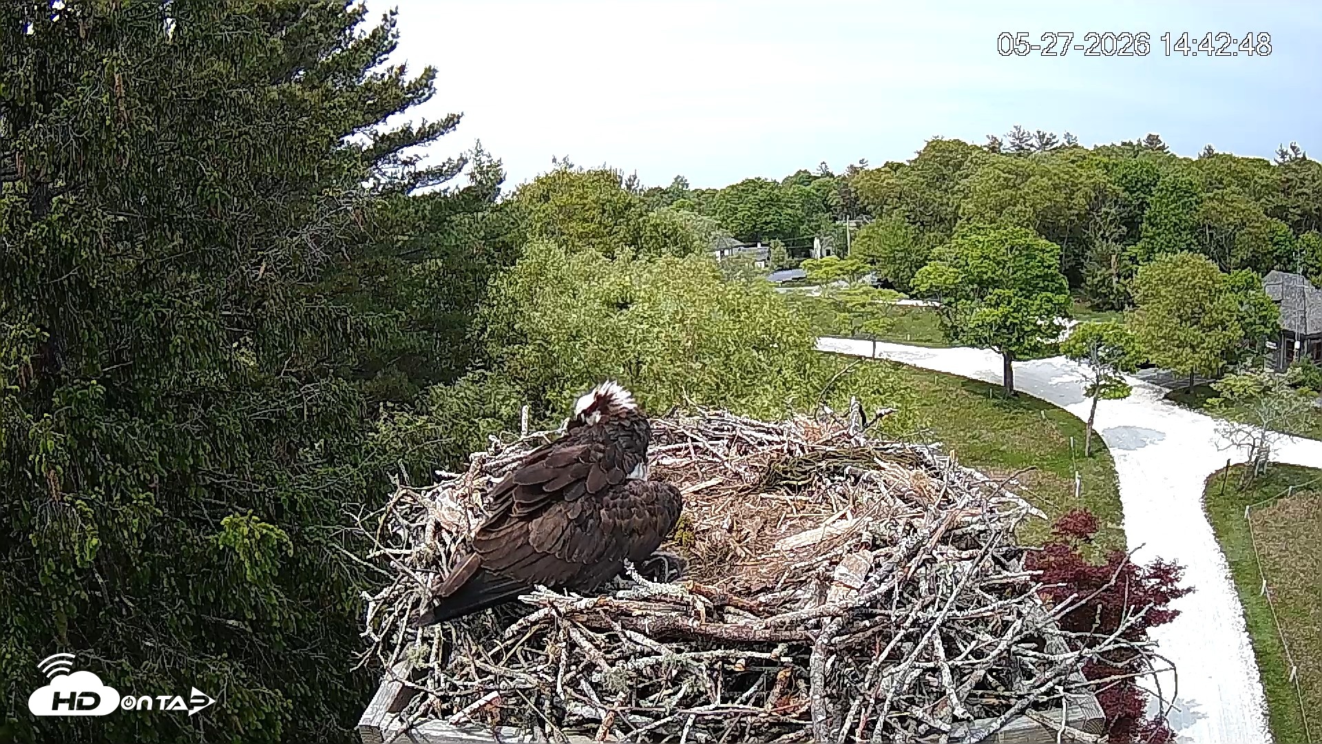Snapshot of Mashpee Natl. Wildlife Refuge Live Osprey Cam taken May 27, 2026, 2:42pm EDT