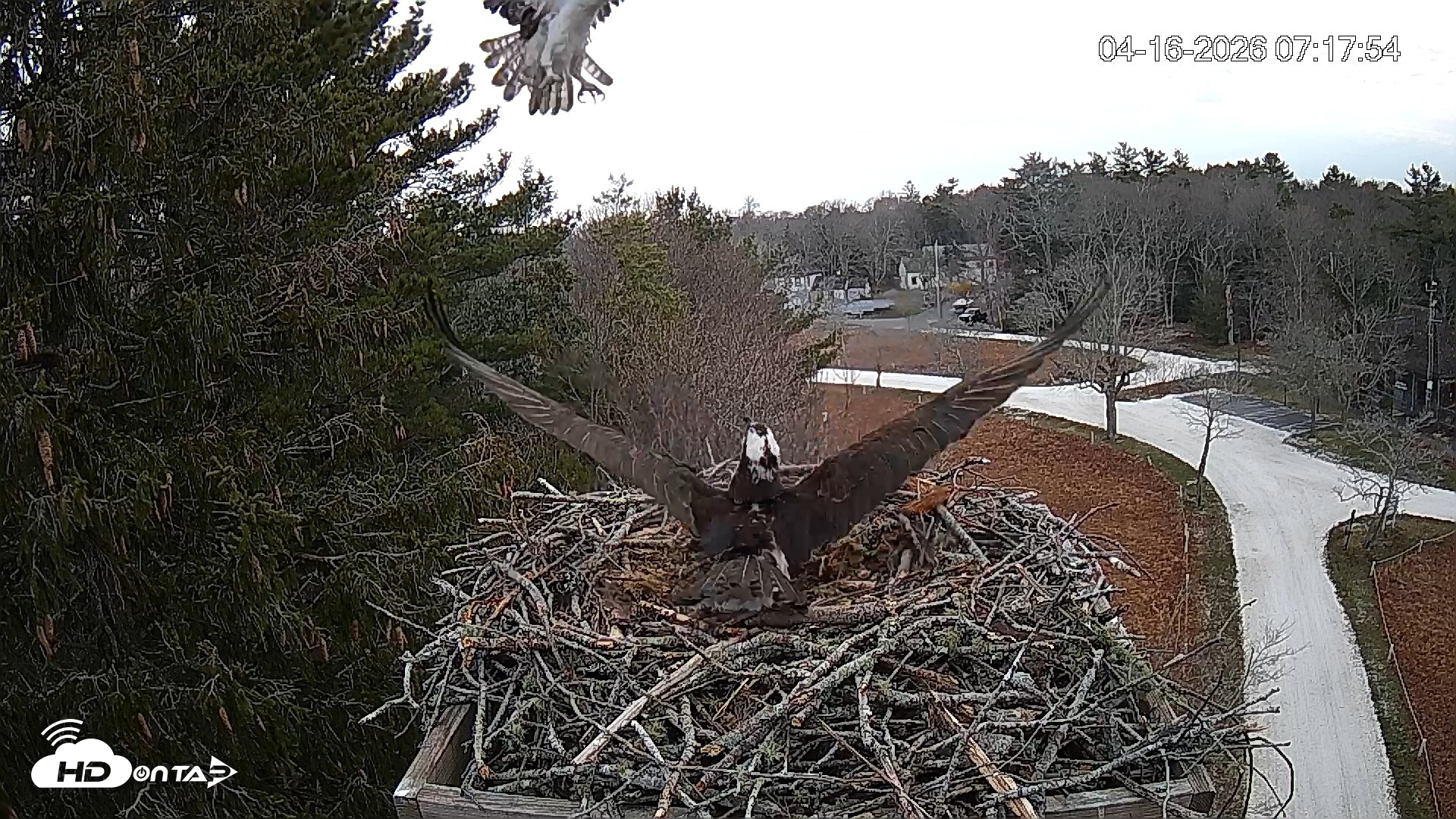 Snapshot of Mashpee Natl. Wildlife Refuge Live Osprey Cam taken Apr 16, 2026, 9:52am EDT