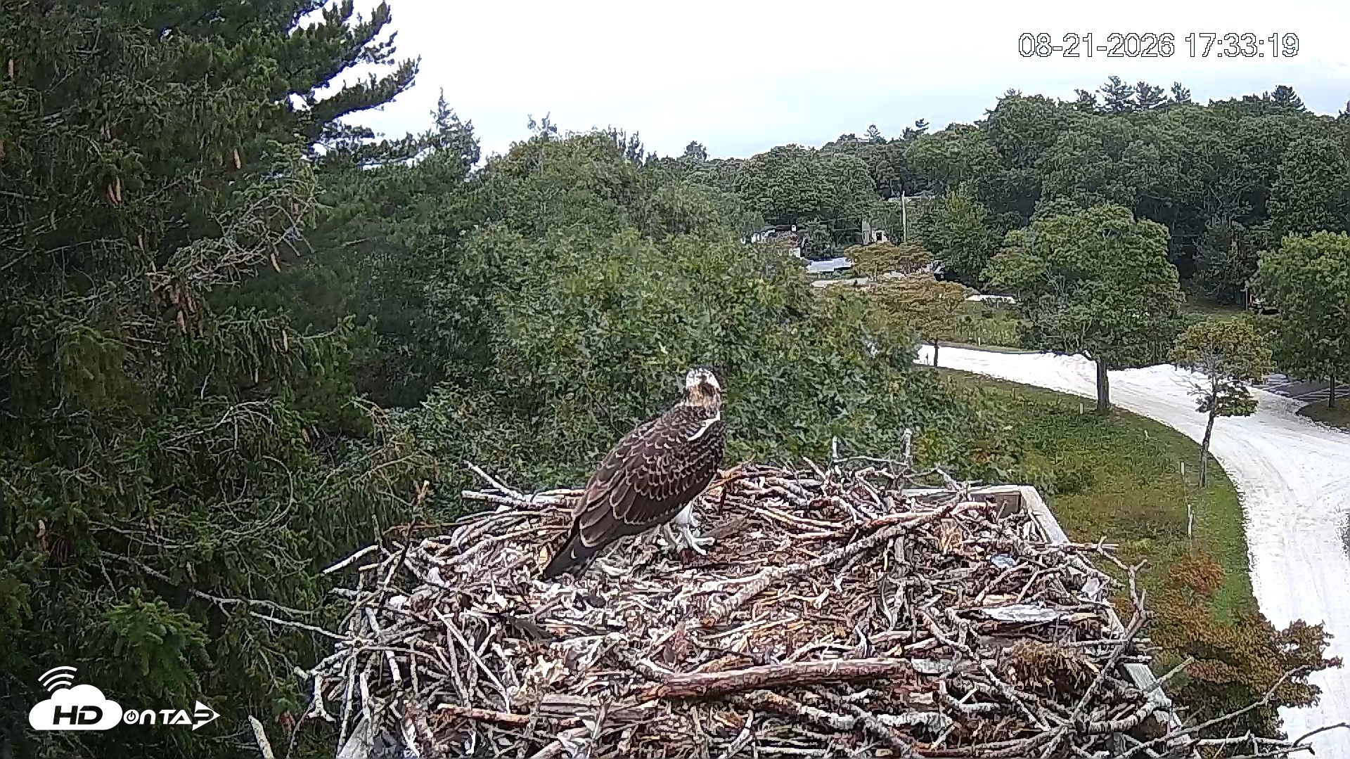 Snapshot of Mashpee Natl. Wildlife Refuge Live Osprey Cam taken Aug 21, 2026, 5:34pm EDT