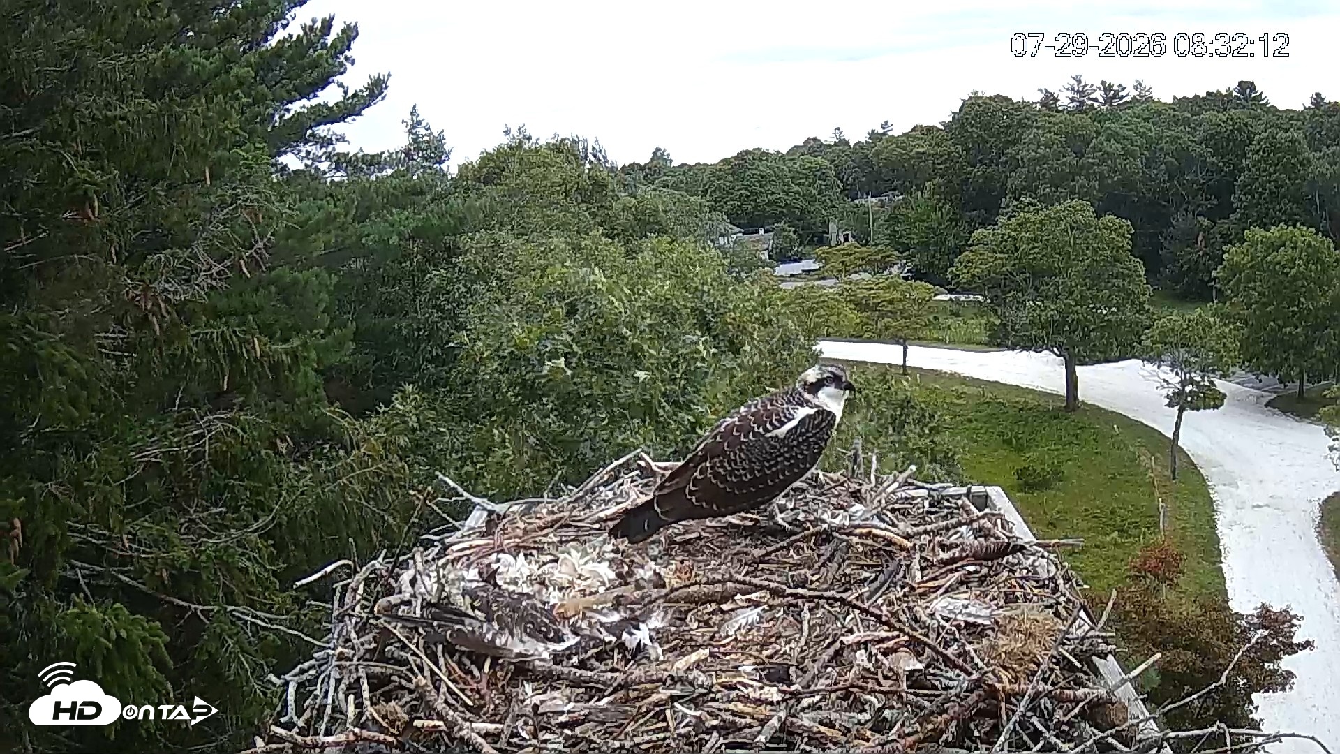 Snapshot of Mashpee Natl. Wildlife Refuge Live Osprey Cam taken Jul 29, 2026, 8:32am EDT