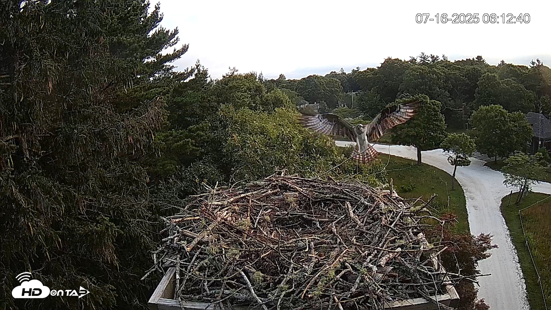Snapshot of Mashpee Natl. Wildlife Refuge Live Osprey Cam taken Jul 16, 2025, 7:51am EDT
