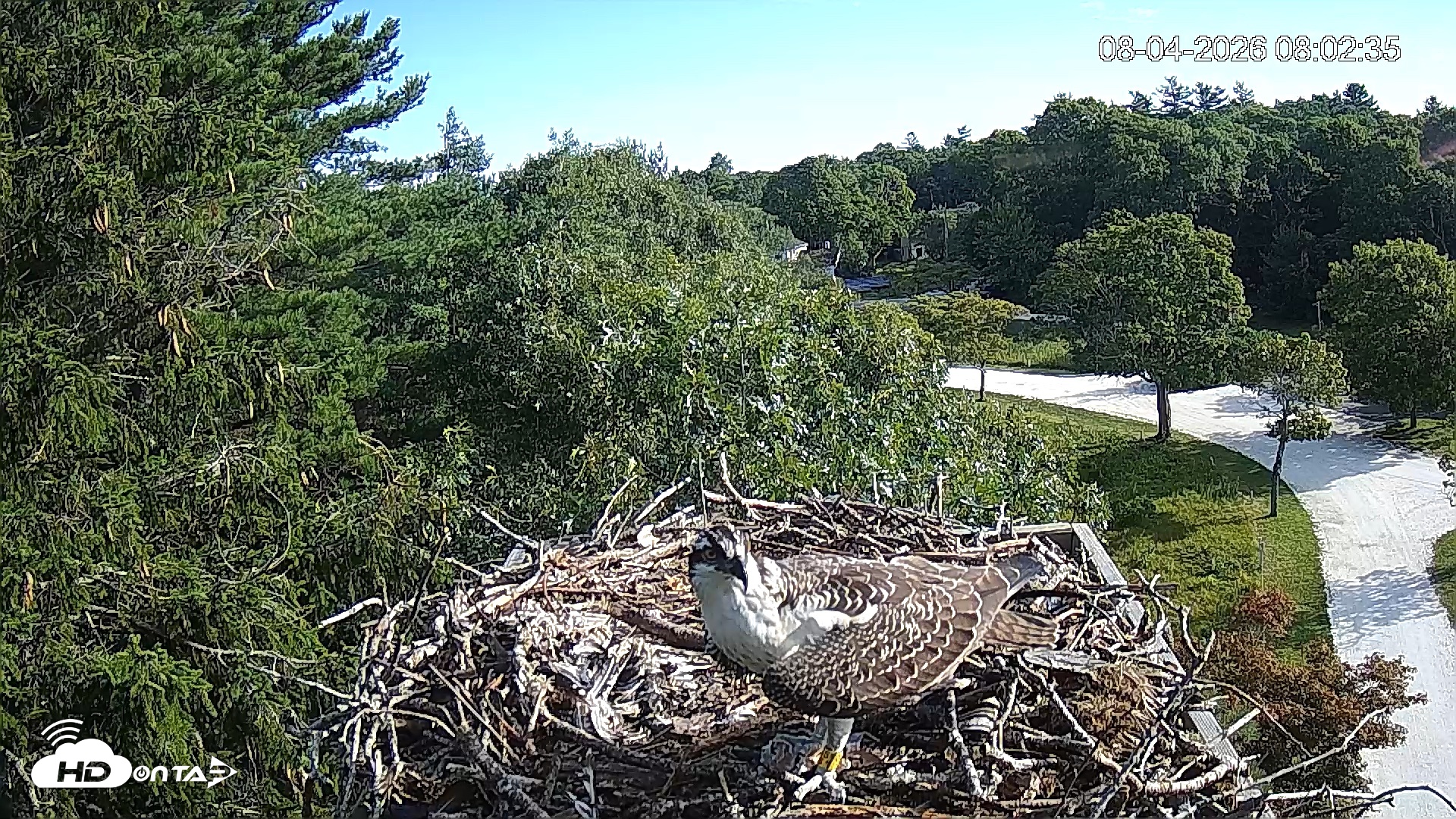 Snapshot of Mashpee Natl. Wildlife Refuge Live Osprey Cam taken Aug 4, 2026, 8:03am EDT