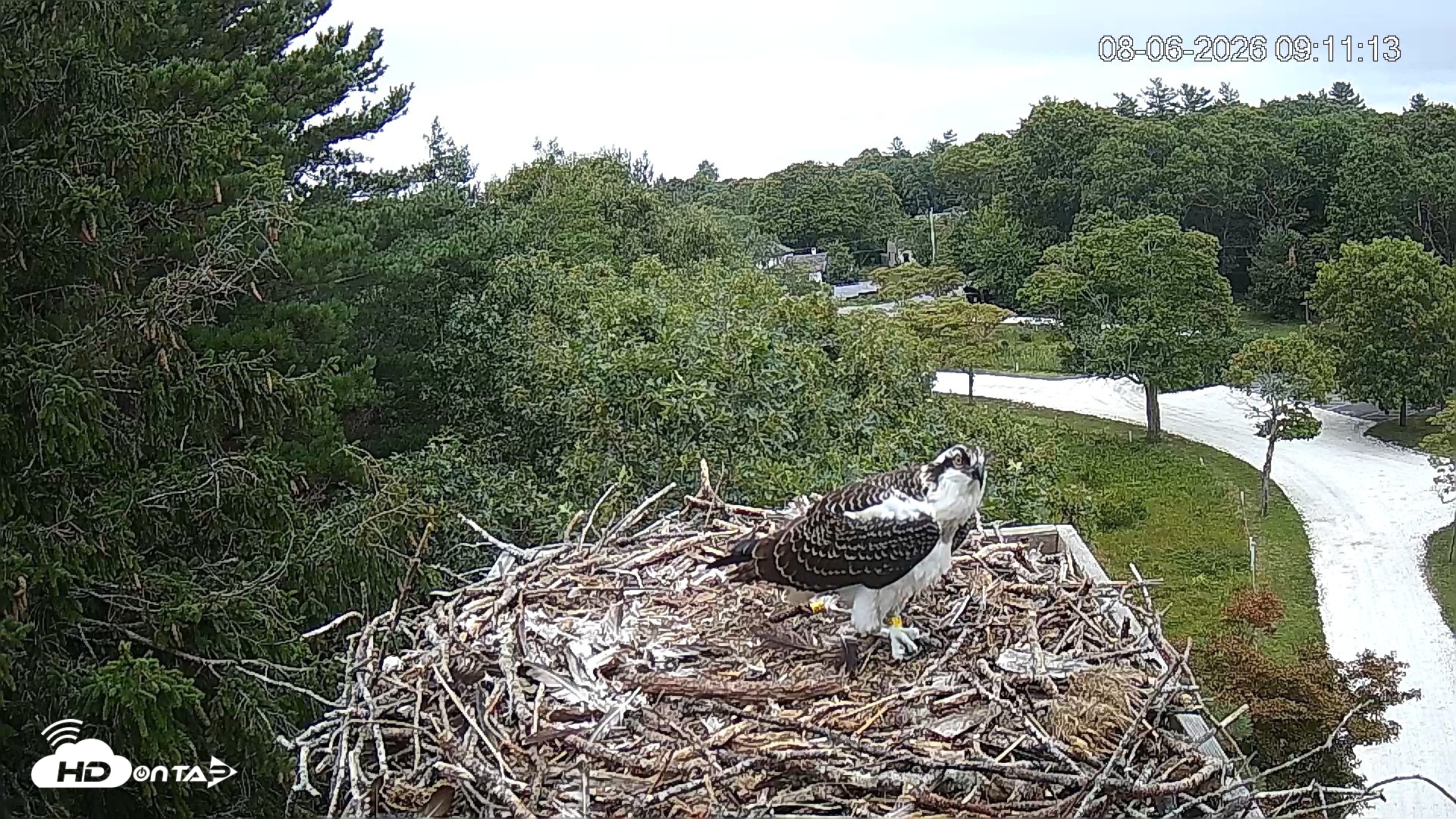 Snapshot of Mashpee Natl. Wildlife Refuge Live Osprey Cam taken Aug 6, 2026, 9:11am EDT