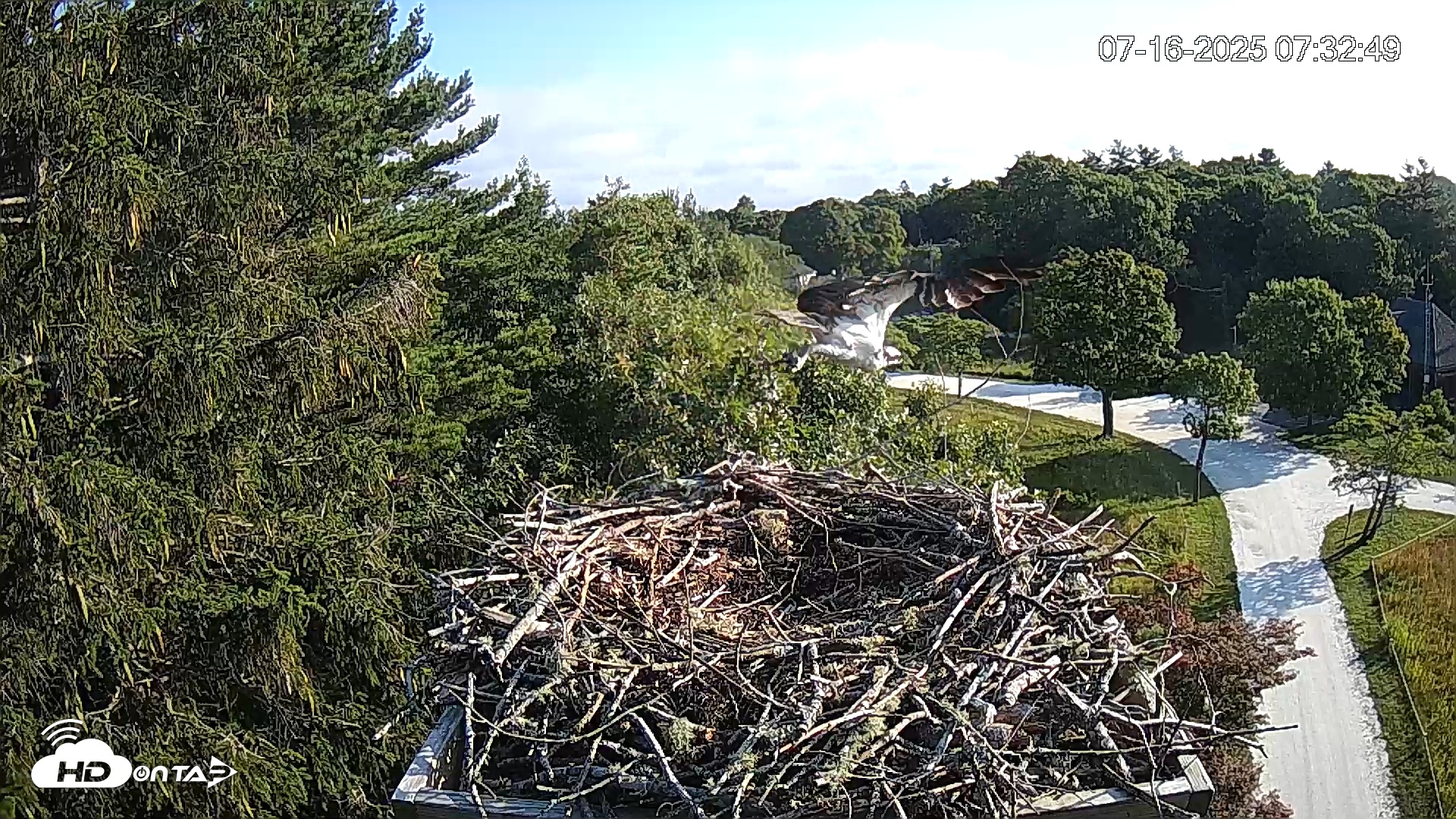 Snapshot of Mashpee Natl. Wildlife Refuge Live Osprey Cam taken Jul 16, 2025, 7:56am EDT