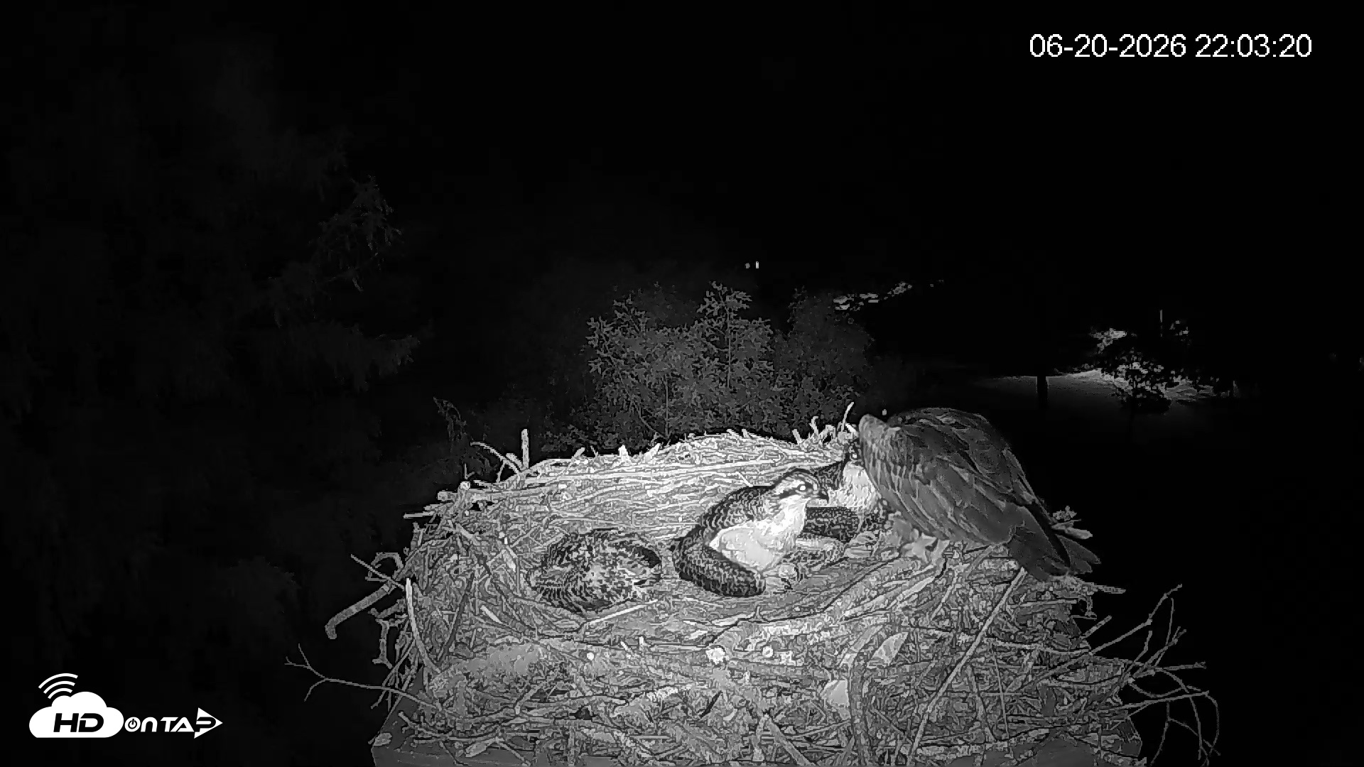 Snapshot of Mashpee Natl. Wildlife Refuge Live Osprey Cam taken Jun 20, 2026, 10:03pm EDT