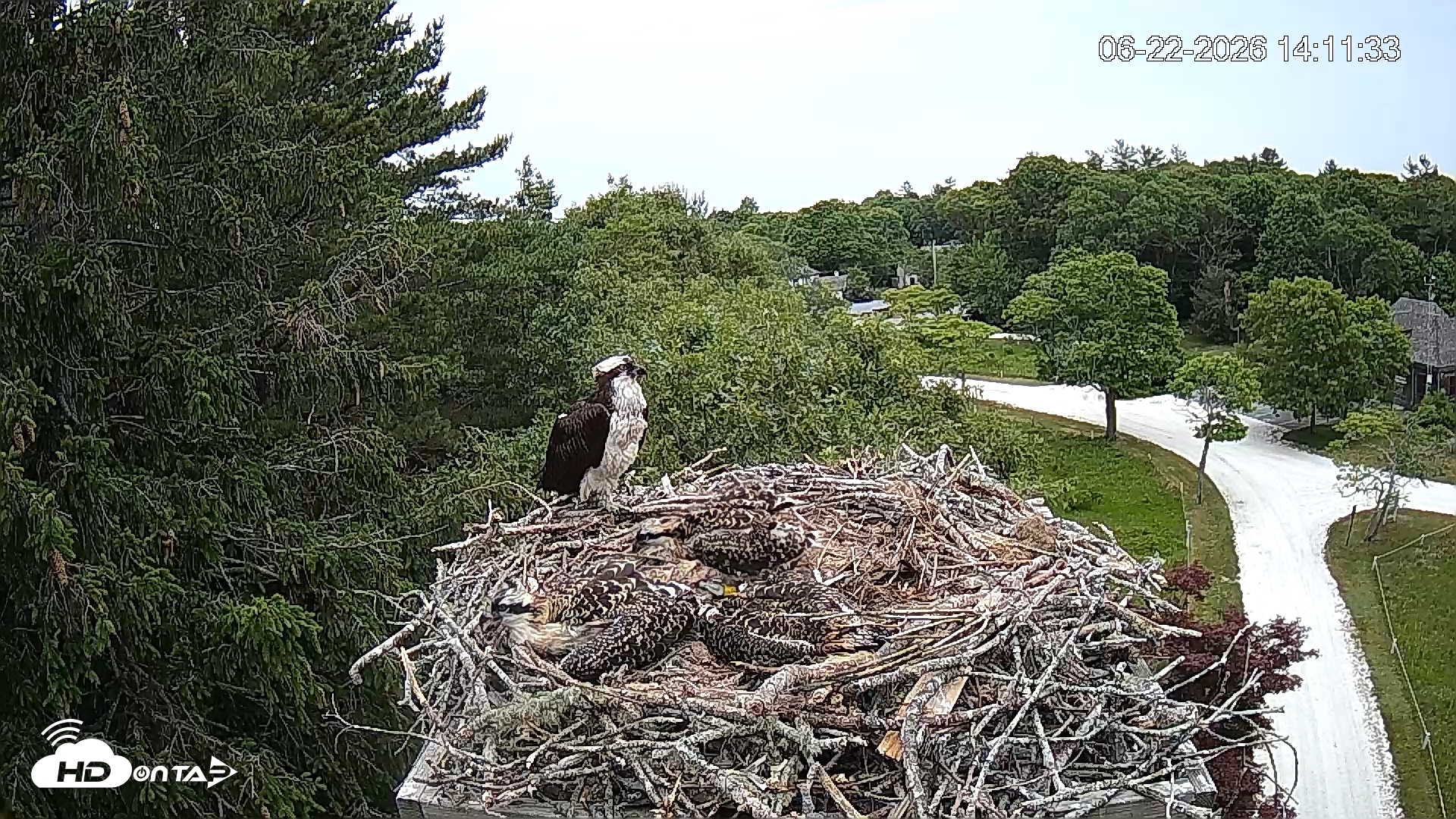 Snapshot of Mashpee Natl. Wildlife Refuge Live Osprey Cam taken Jun 22, 2026, 2:11pm EDT