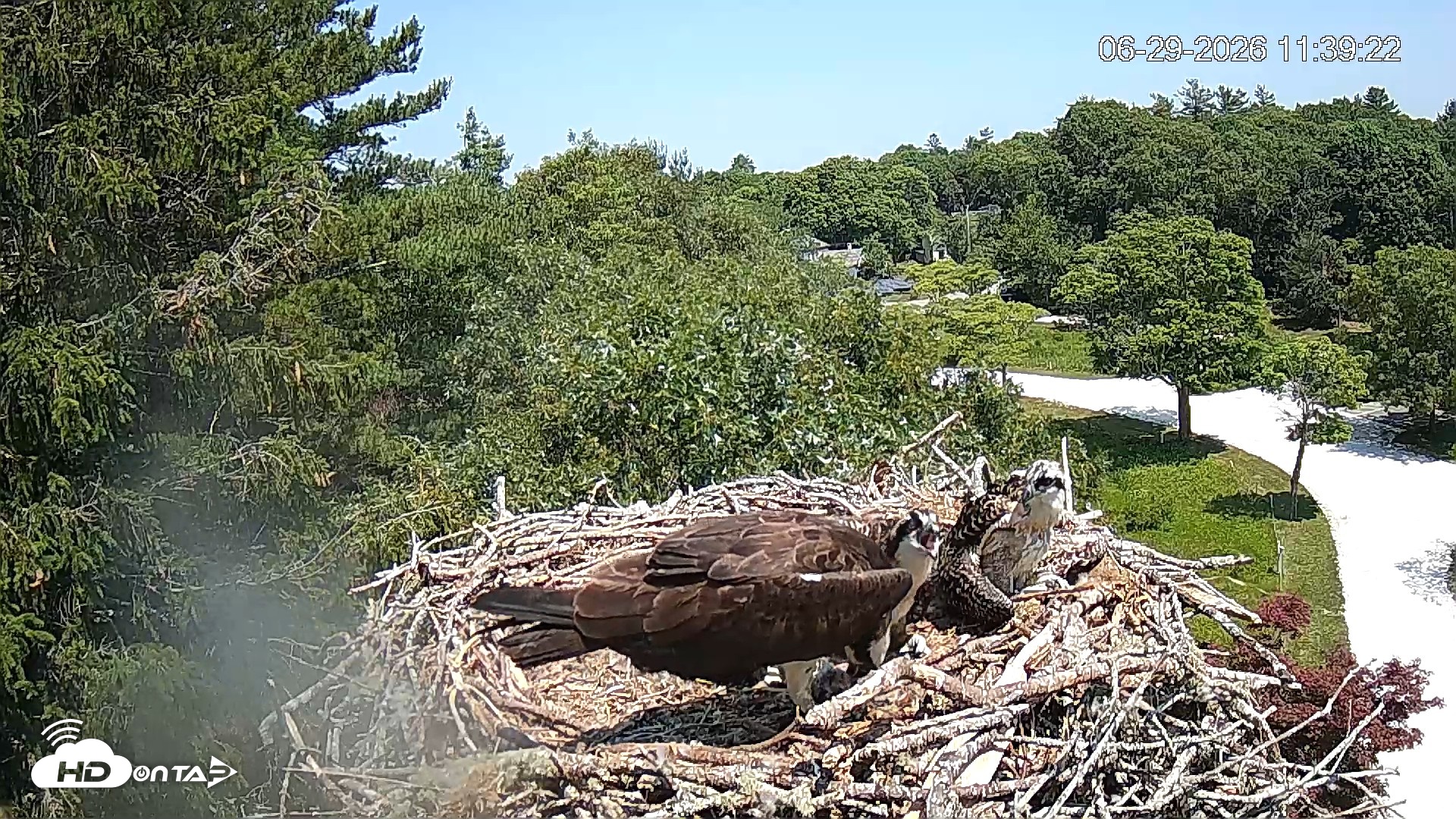 Snapshot of Mashpee Natl. Wildlife Refuge Live Osprey Cam taken Jun 29, 2026, 11:39am EDT