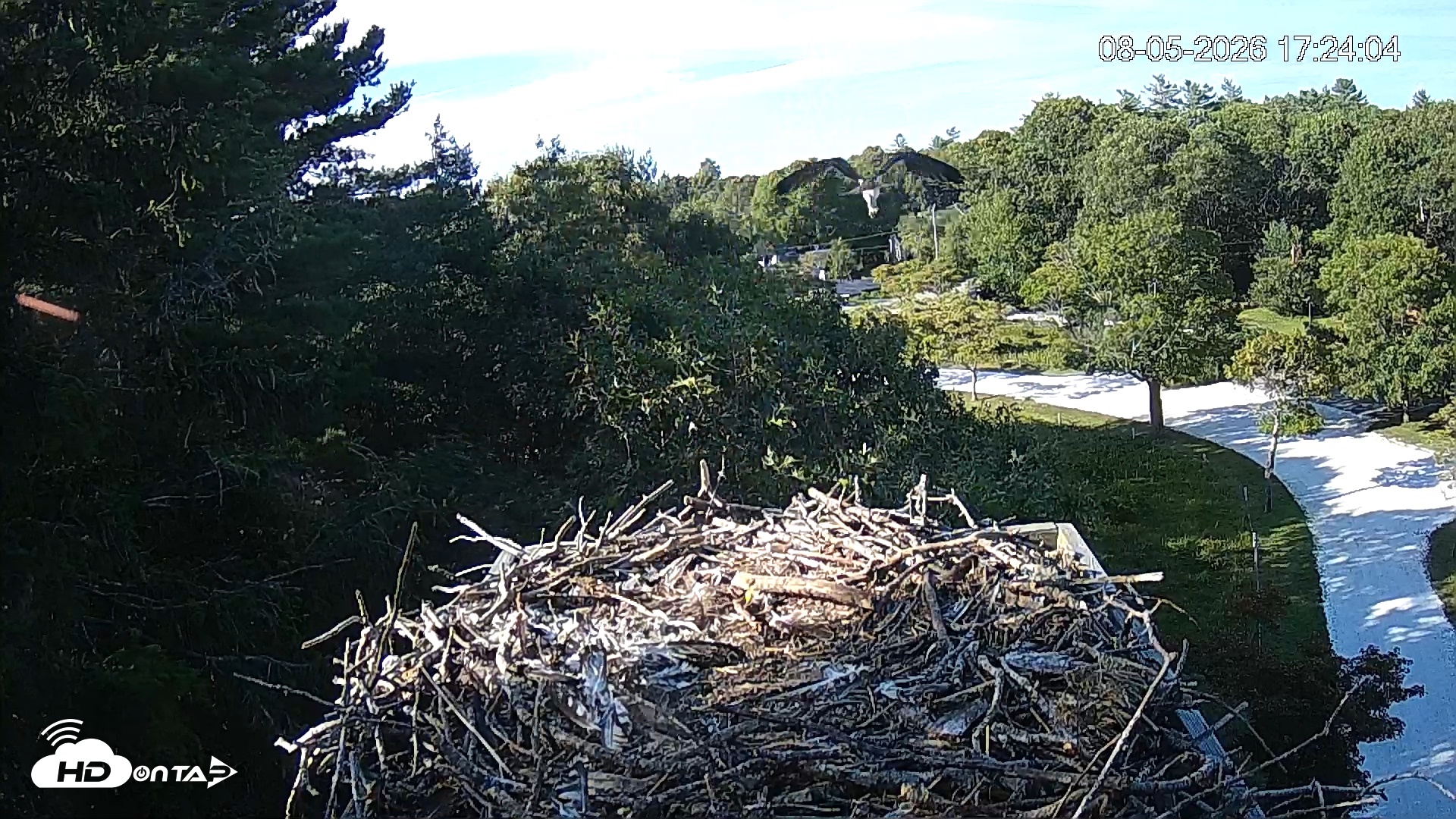 Snapshot of Mashpee Natl. Wildlife Refuge Live Osprey Cam taken Aug 5, 2026, 5:24pm EDT
