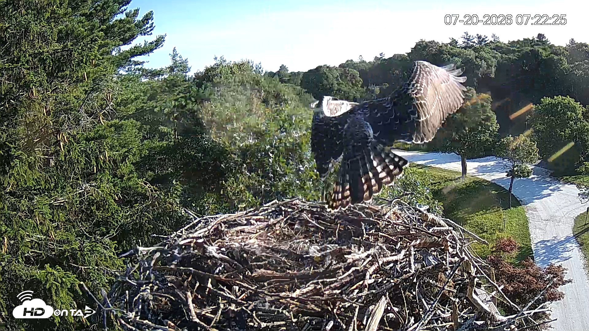Snapshot of Mashpee Natl. Wildlife Refuge Live Osprey Cam taken Jul 20, 2026, 7:23am EDT