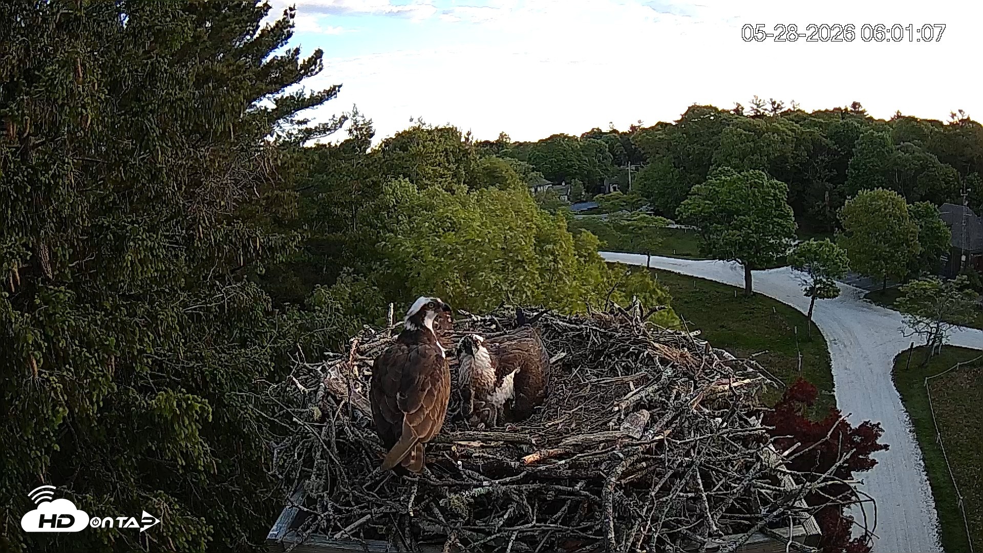 Snapshot of Mashpee Natl. Wildlife Refuge Live Osprey Cam taken May 28, 2026, 6:02am EDT