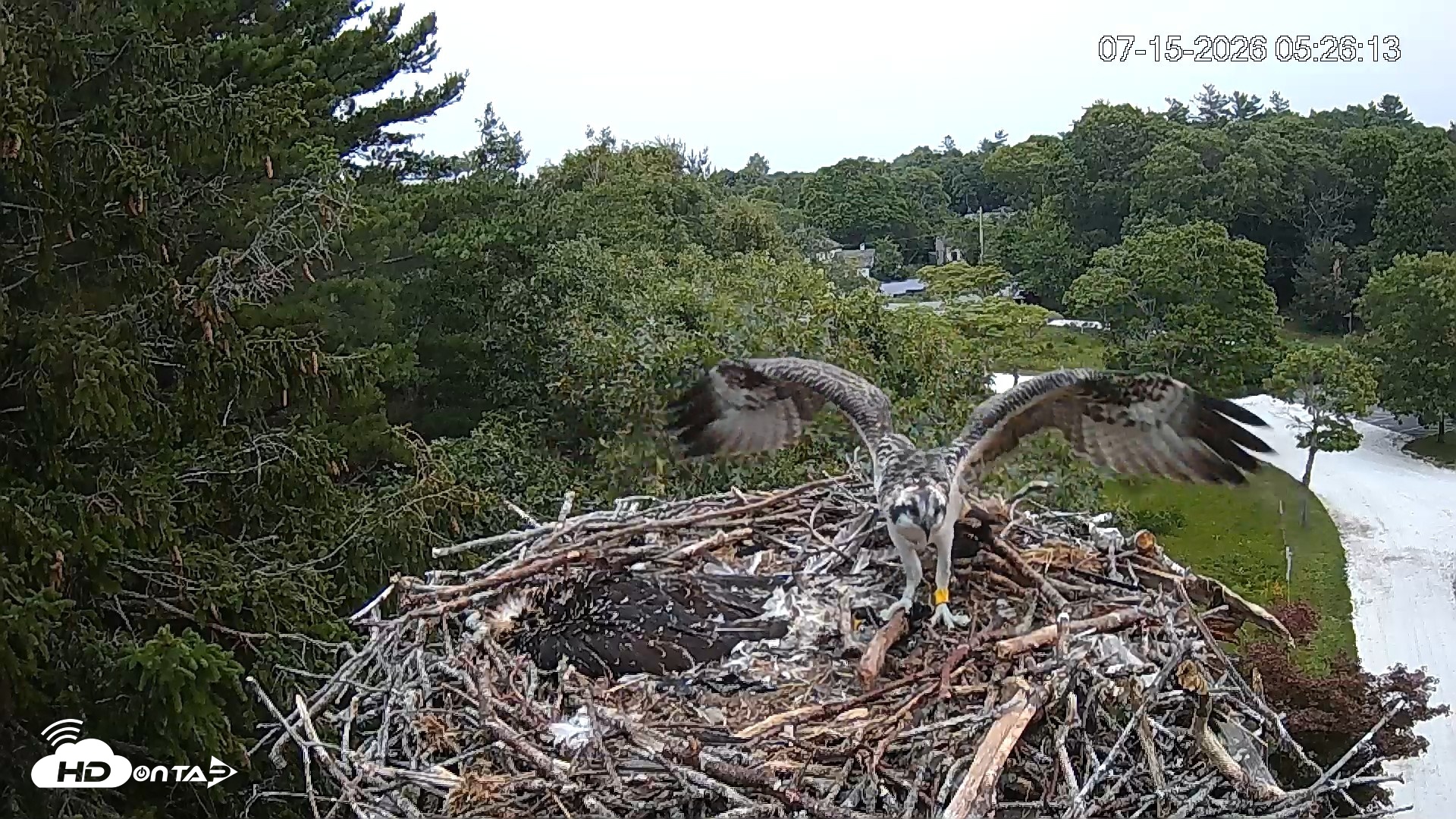 Snapshot of Mashpee Natl. Wildlife Refuge Live Osprey Cam taken Jul 15, 2026, 5:27am EDT