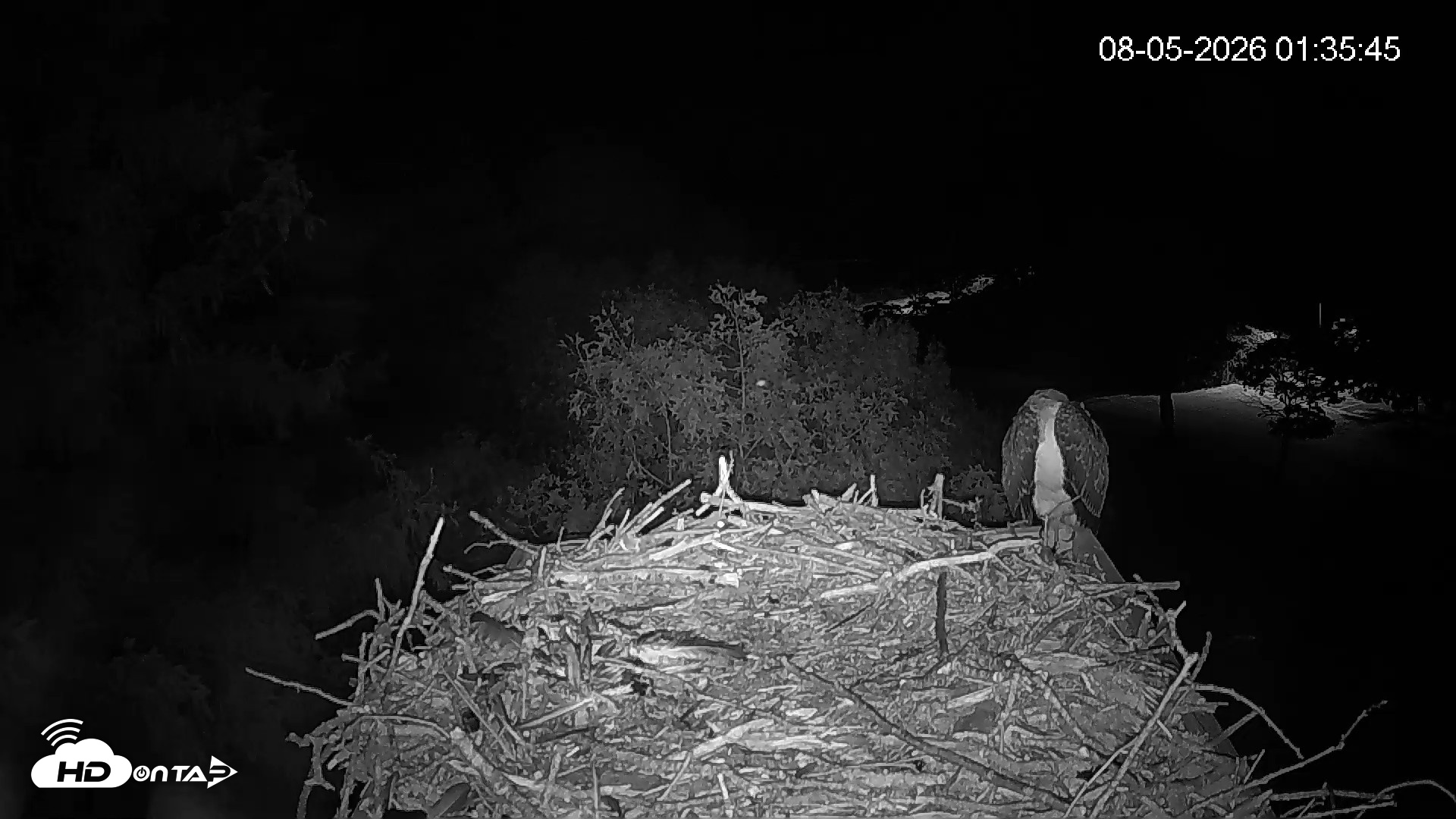 Snapshot of Mashpee Natl. Wildlife Refuge Live Osprey Cam taken Aug 5, 2026, 1:35am EDT