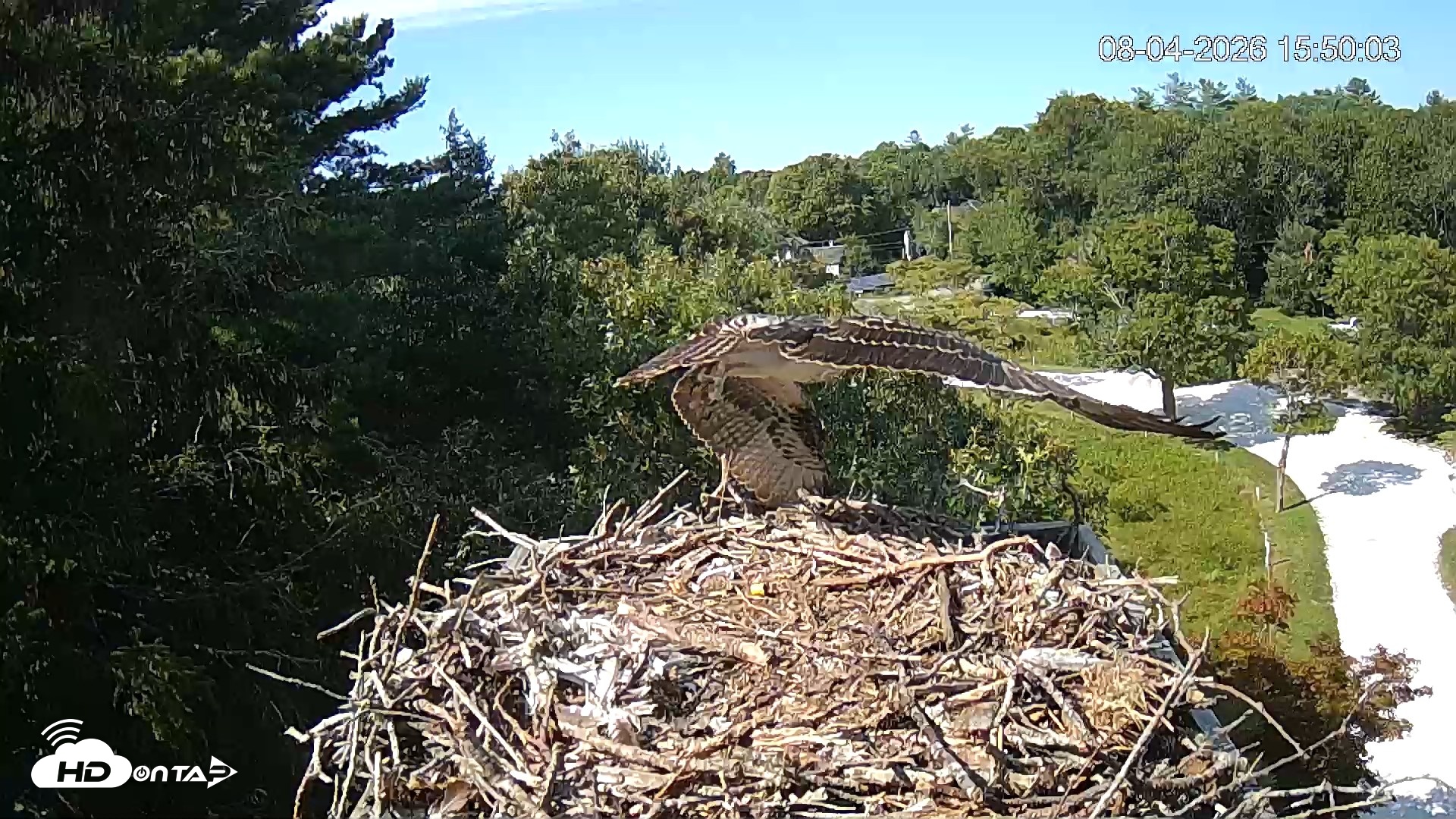 Snapshot of Mashpee Natl. Wildlife Refuge Live Osprey Cam taken Aug 4, 2026, 4:50pm EDT