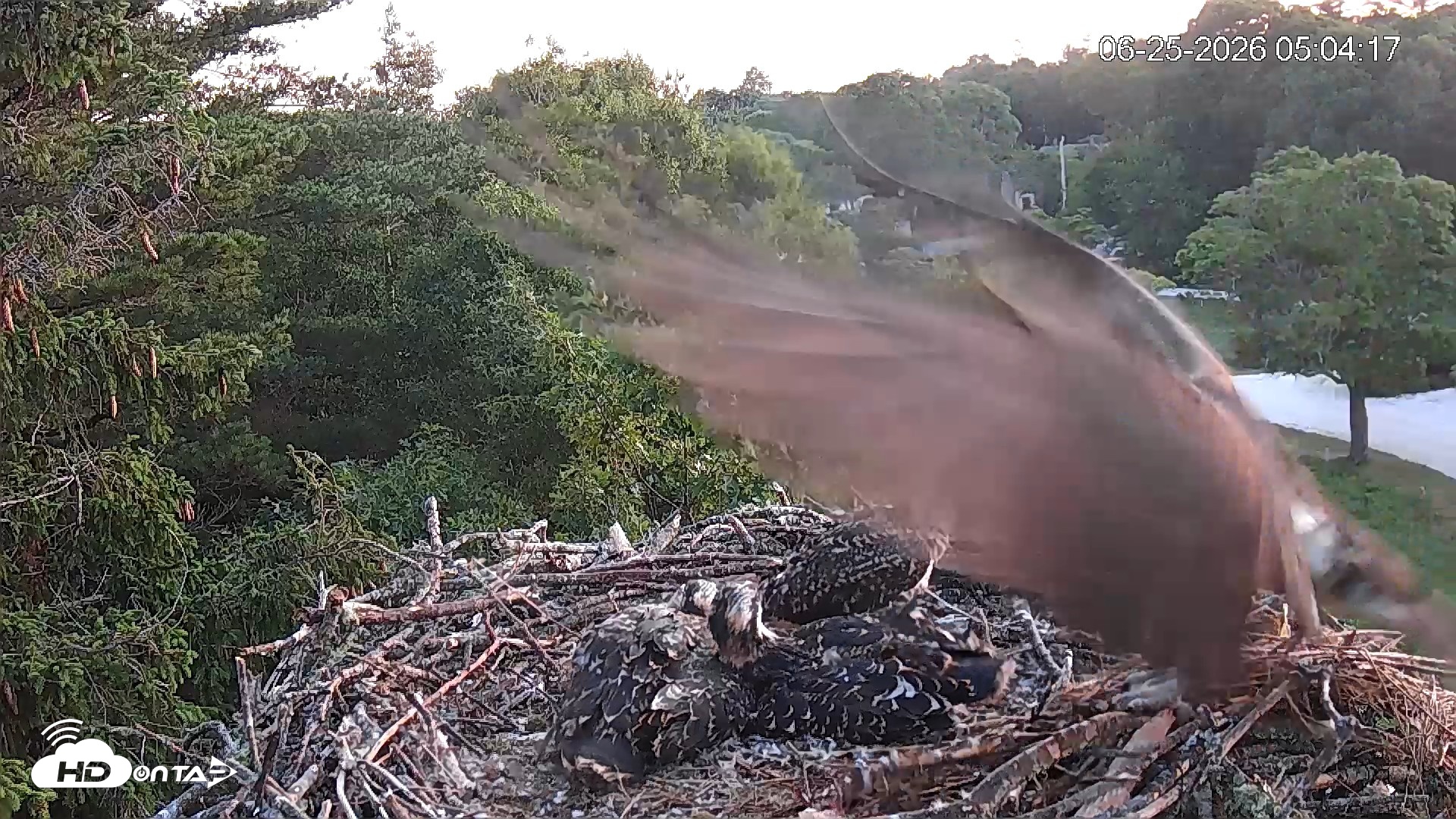 Snapshot of Mashpee Natl. Wildlife Refuge Live Osprey Cam taken Jun 25, 2026, 5:05am EDT