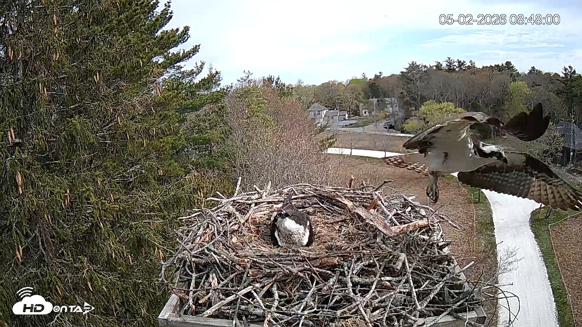 Snapshot of Mashpee Natl. Wildlife Refuge Live Osprey Cam taken May 2, 2026, 9:03am EDT