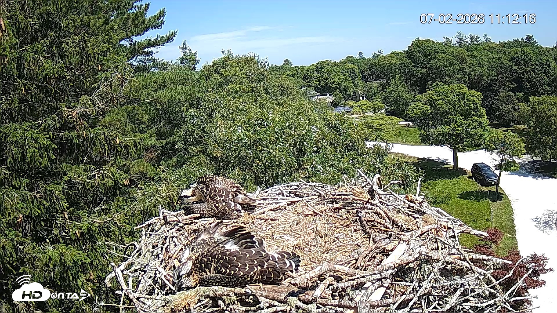 Snapshot of Mashpee Natl. Wildlife Refuge Live Osprey Cam taken Jul 2, 2026, 11:12am EDT