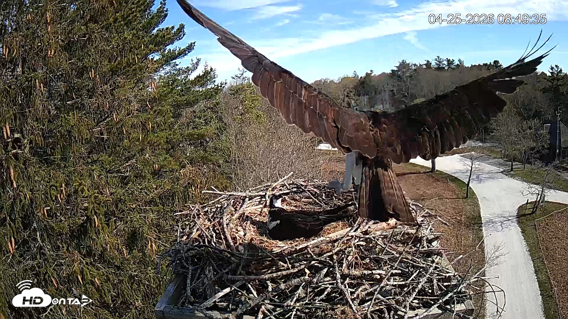 Snapshot of Mashpee Natl. Wildlife Refuge Live Osprey Cam taken Apr 25, 2026, 8:51am EDT