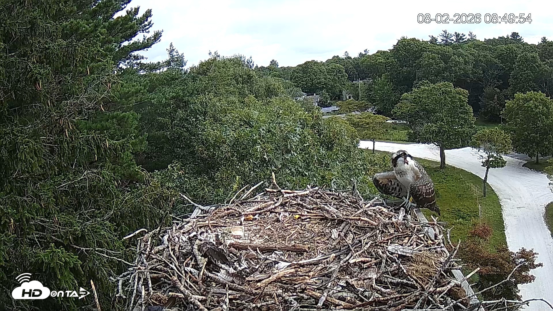 Snapshot of Mashpee Natl. Wildlife Refuge Live Osprey Cam taken Aug 2, 2026, 8:50am EDT