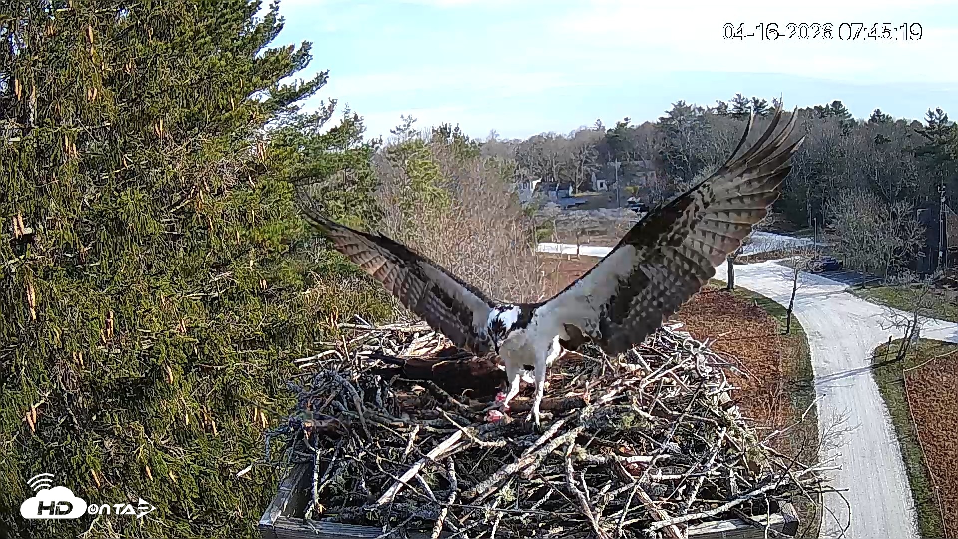 Snapshot of Mashpee Natl. Wildlife Refuge Live Osprey Cam taken Apr 16, 2026, 10:00am EDT