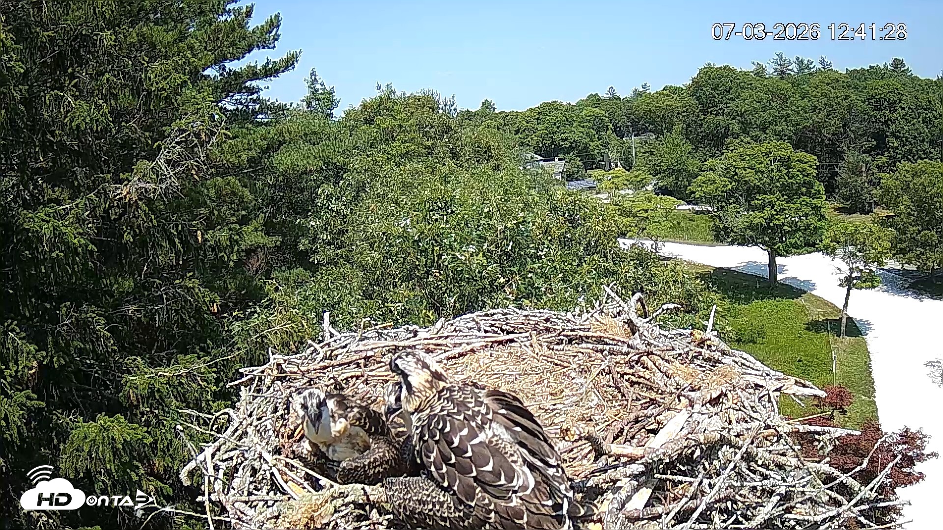 Snapshot of Mashpee Natl. Wildlife Refuge Live Osprey Cam taken Jul 3, 2026, 12:41pm EDT