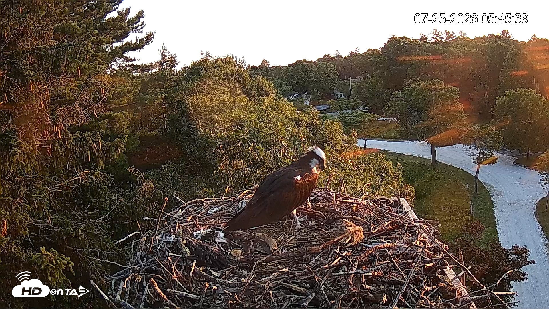 Snapshot of Mashpee Natl. Wildlife Refuge Live Osprey Cam taken Jul 25, 2026, 5:45am EDT
