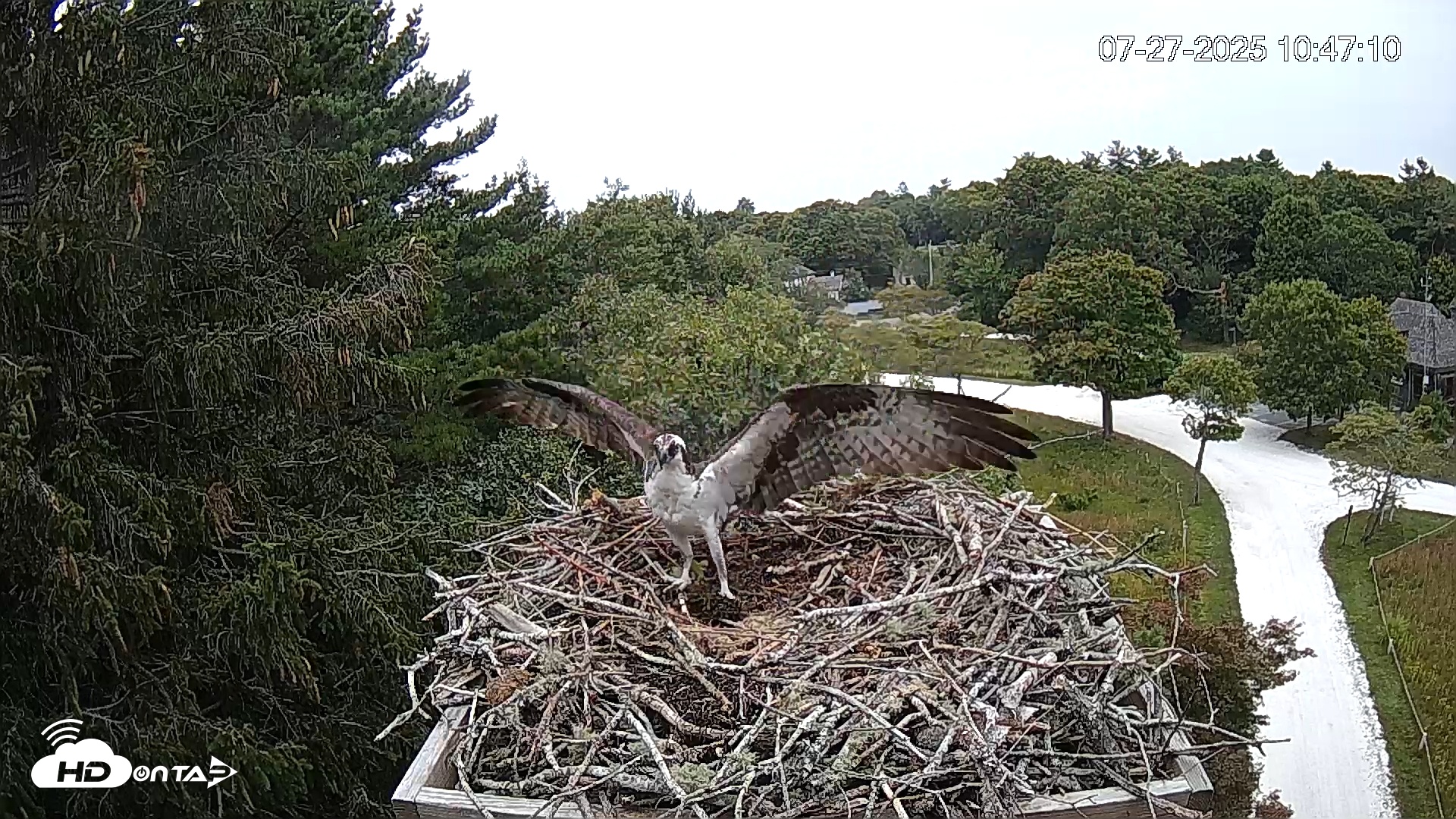 Snapshot of Mashpee Natl. Wildlife Refuge Live Osprey Cam taken Jul 27, 2025, 2:58pm EDT