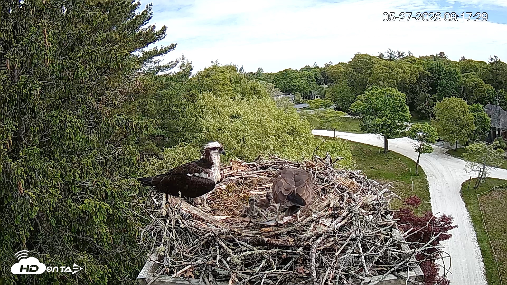 Snapshot of Mashpee Natl. Wildlife Refuge Live Osprey Cam taken May 27, 2026, 9:17am EDT