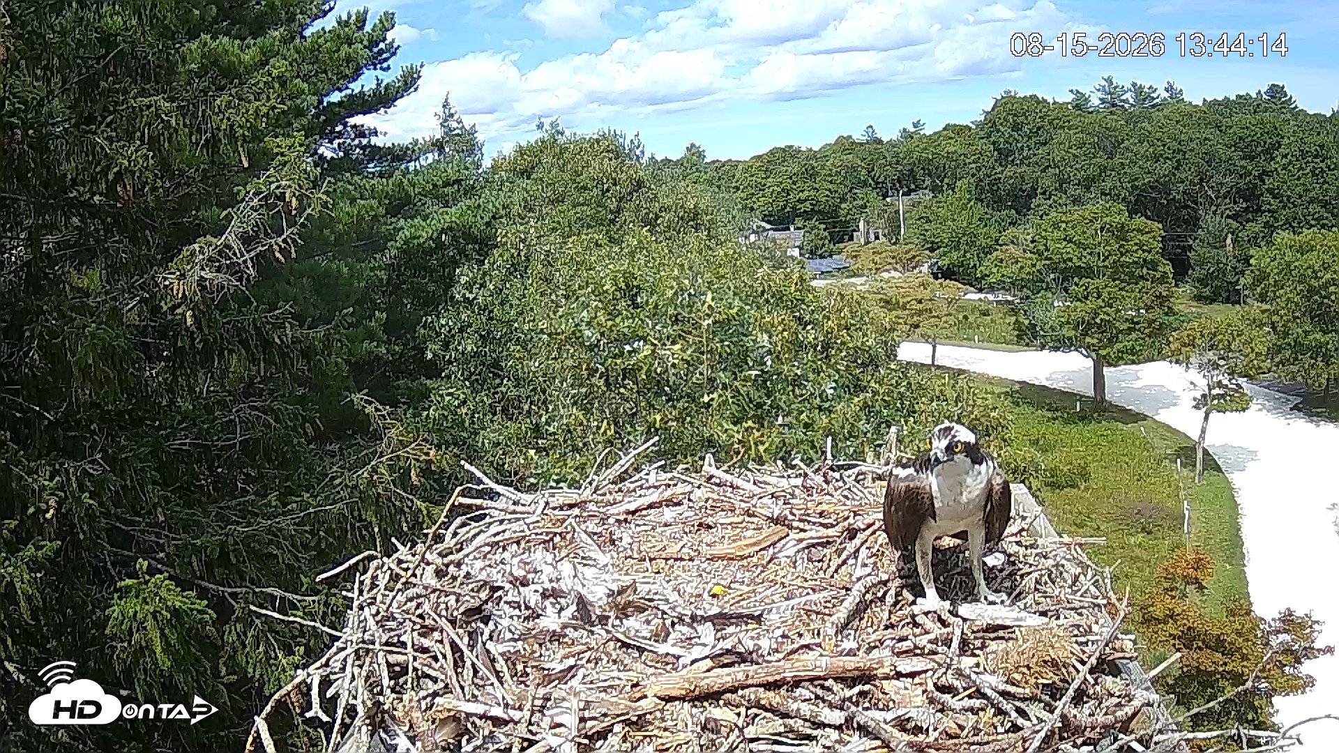 Snapshot of Mashpee Natl. Wildlife Refuge Live Osprey Cam taken Aug 15, 2026, 5:38pm EDT