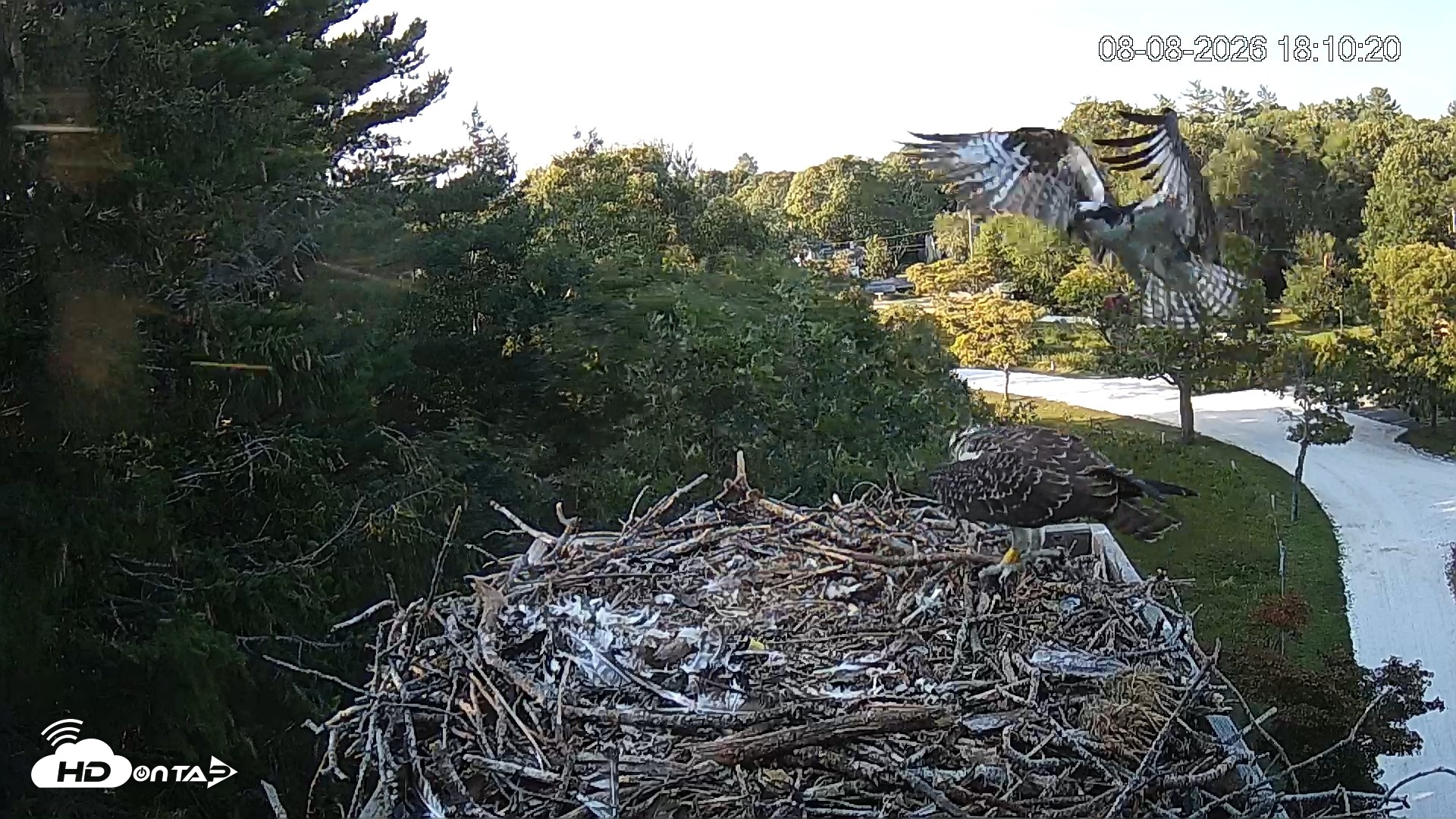 Snapshot of Mashpee Natl. Wildlife Refuge Live Osprey Cam taken Aug 8, 2026, 8:21pm EDT