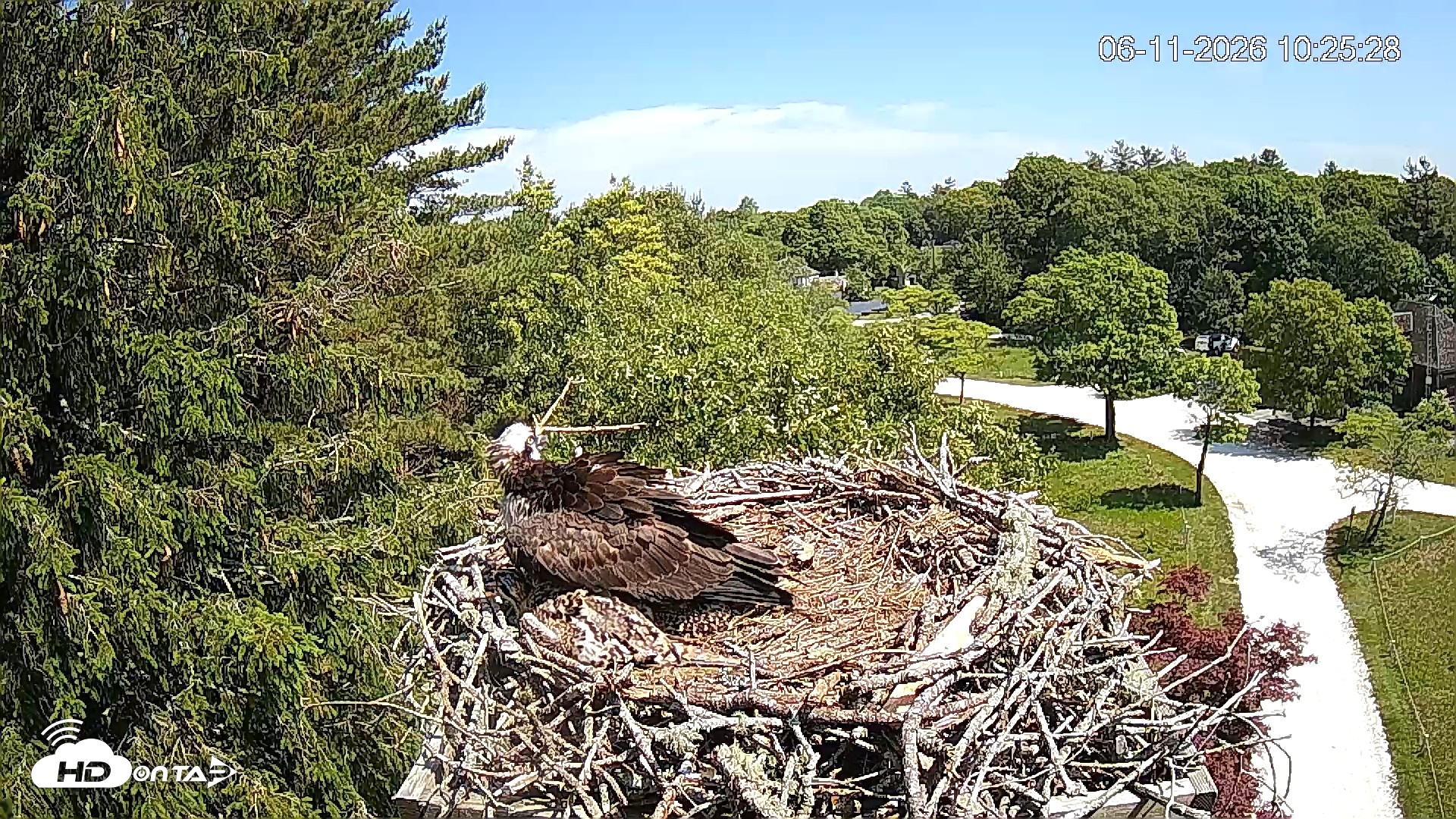 Snapshot of Mashpee Natl. Wildlife Refuge Live Osprey Cam taken Jun 11, 2026, 10:26am EDT