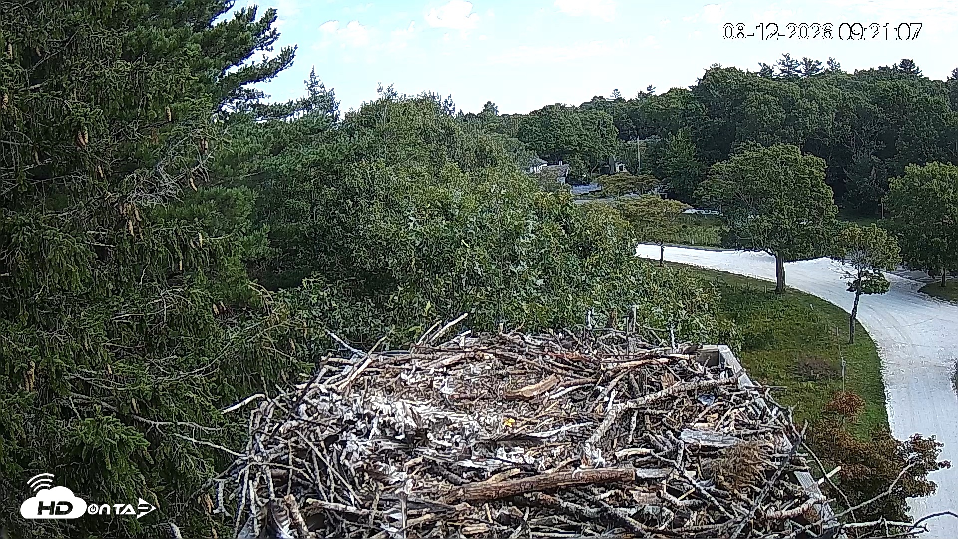 Snapshot of Mashpee Natl. Wildlife Refuge Live Osprey Cam taken Aug 12, 2026, 9:21am EDT