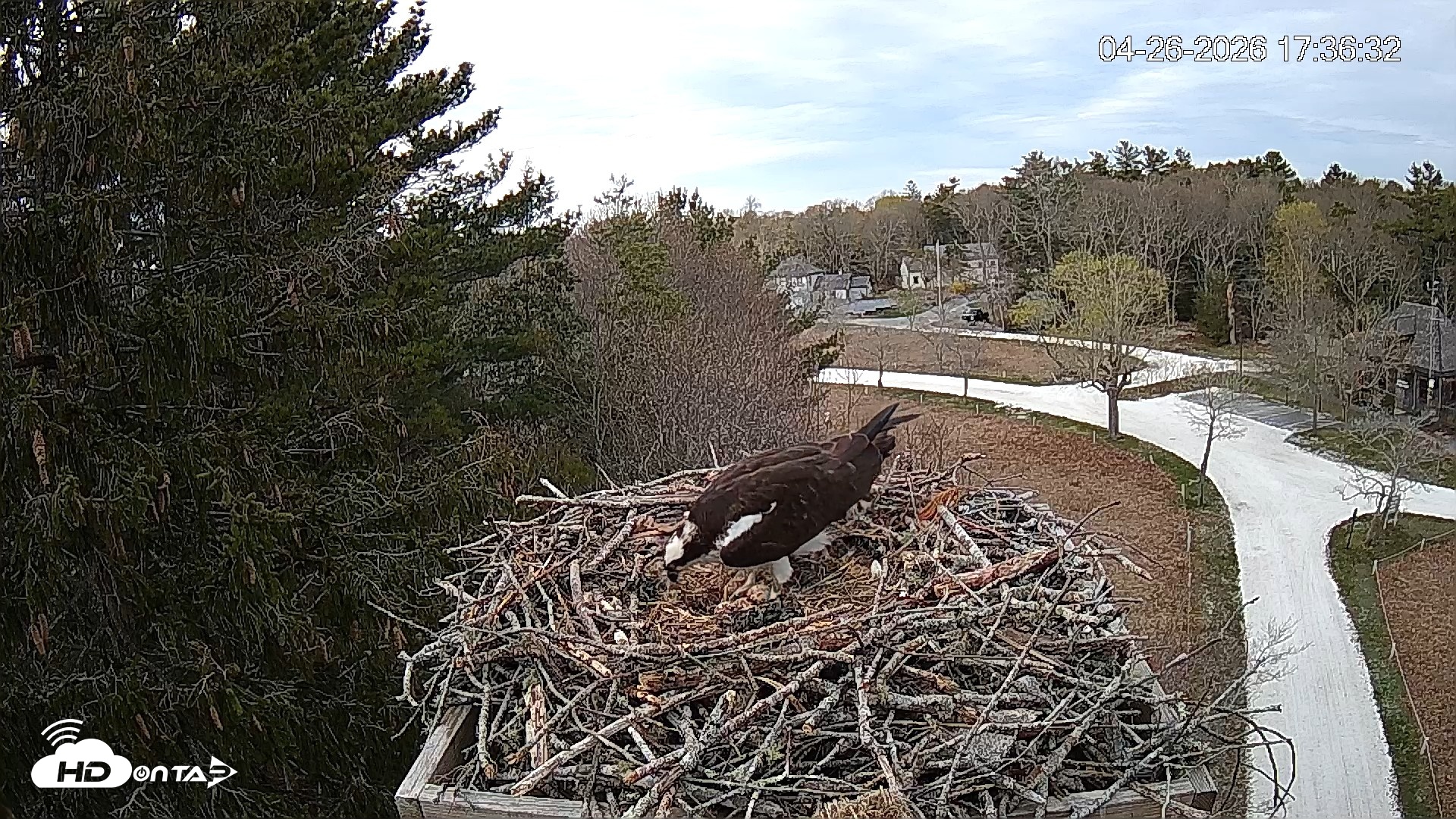 Snapshot of Mashpee Natl. Wildlife Refuge Live Osprey Cam taken Apr 26, 2026, 6:08pm EDT
